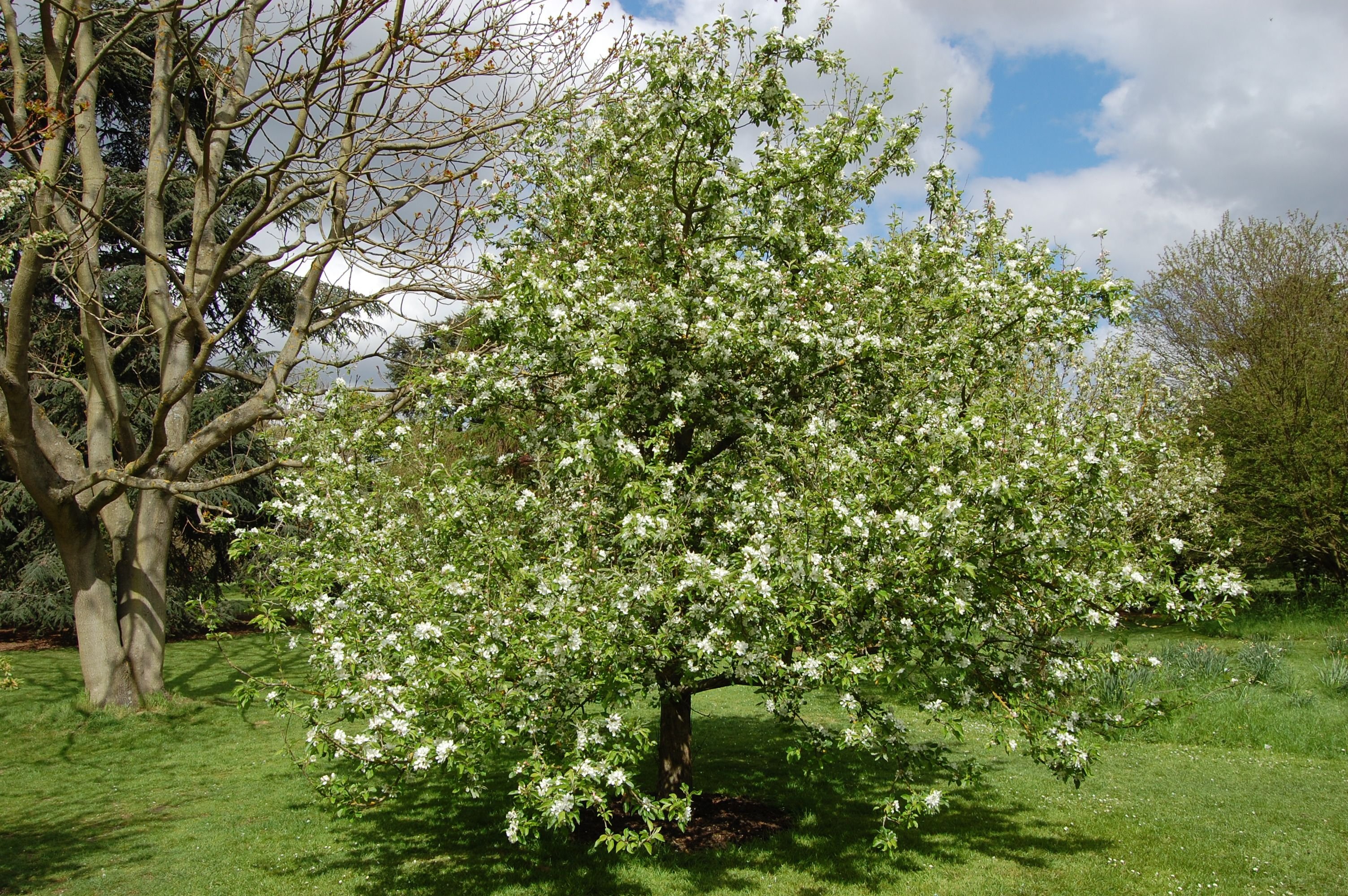 Яблоня степановское фото. Яблоня Джон Дауни. Malus (яблоня) 'John Downie'. Яблоня декоративная Джон Доуни. Яблоня декоративная Джон Дауни.