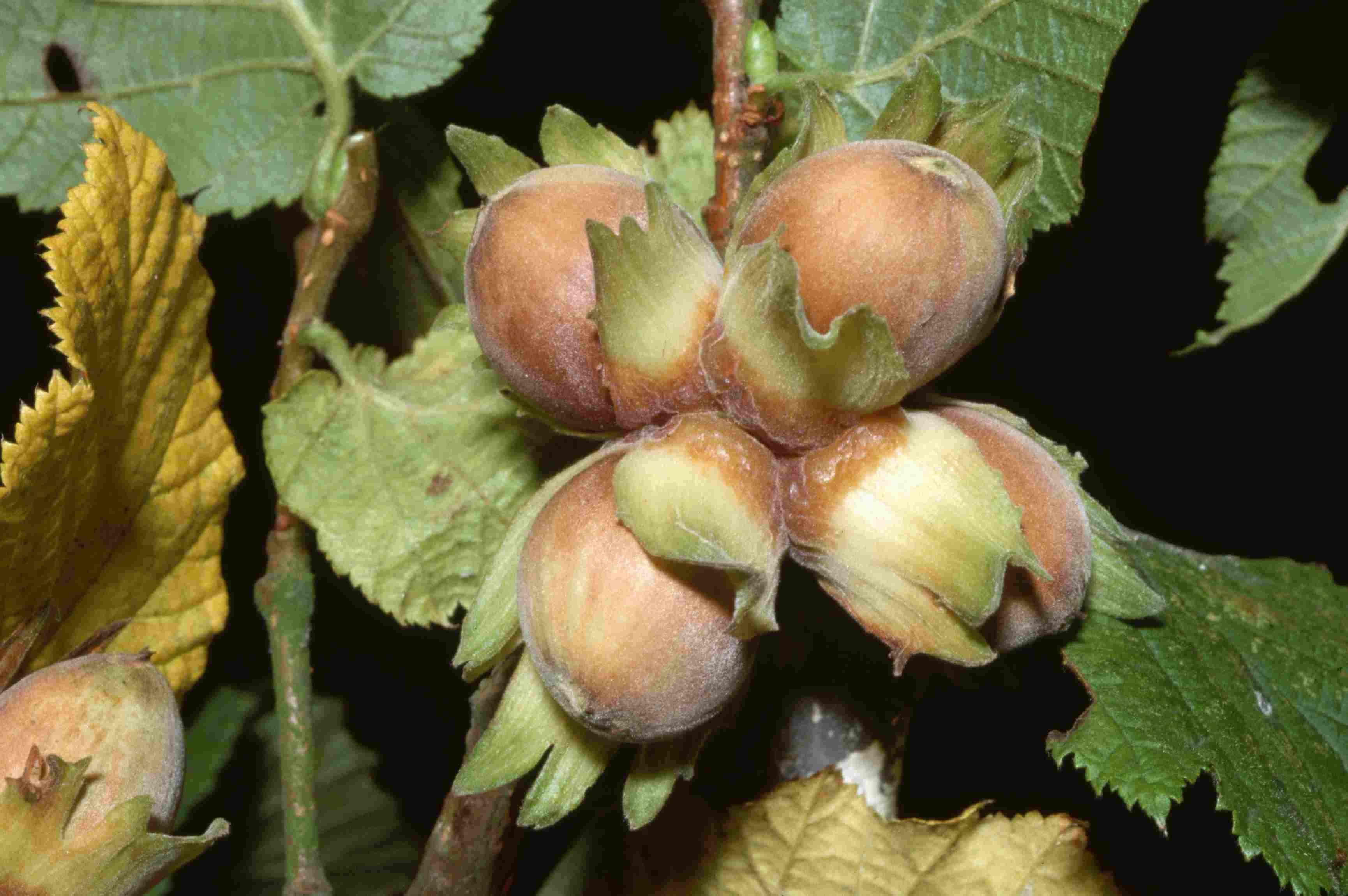 Фундук на каком году. Лесной орех лещина. Corylus avellana. Лещина фундук. Лесной орех дерево орешник.