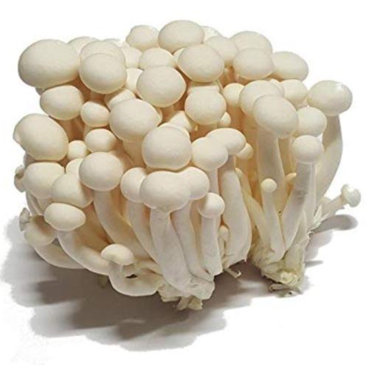 Как выращивают грибы эноки. Шимеджи грибы. White Shimeji Mushroom. Шимеджи с белой шапкой. Шимеджи белое существо.