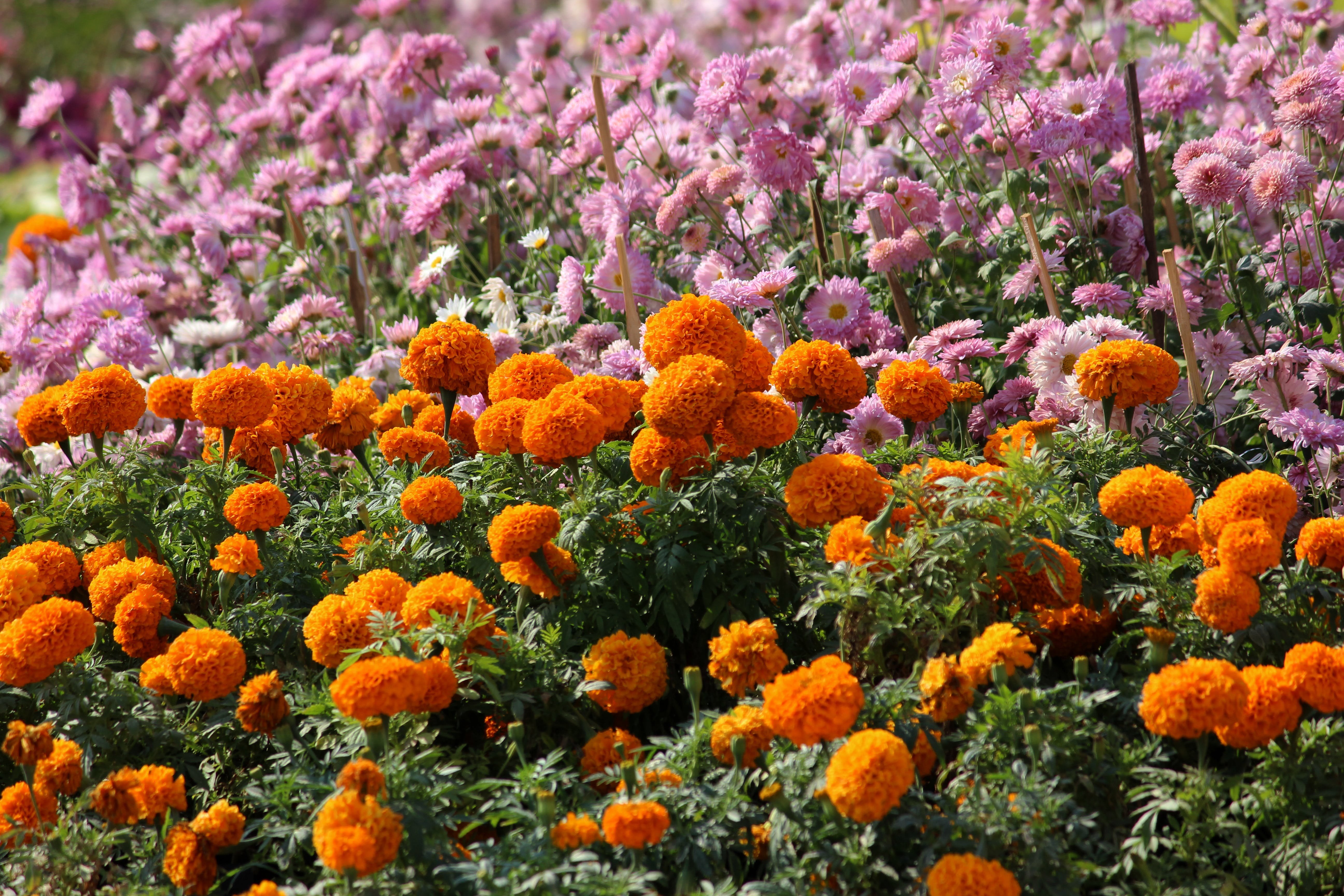 Календула, бархатцы Garden Marigold