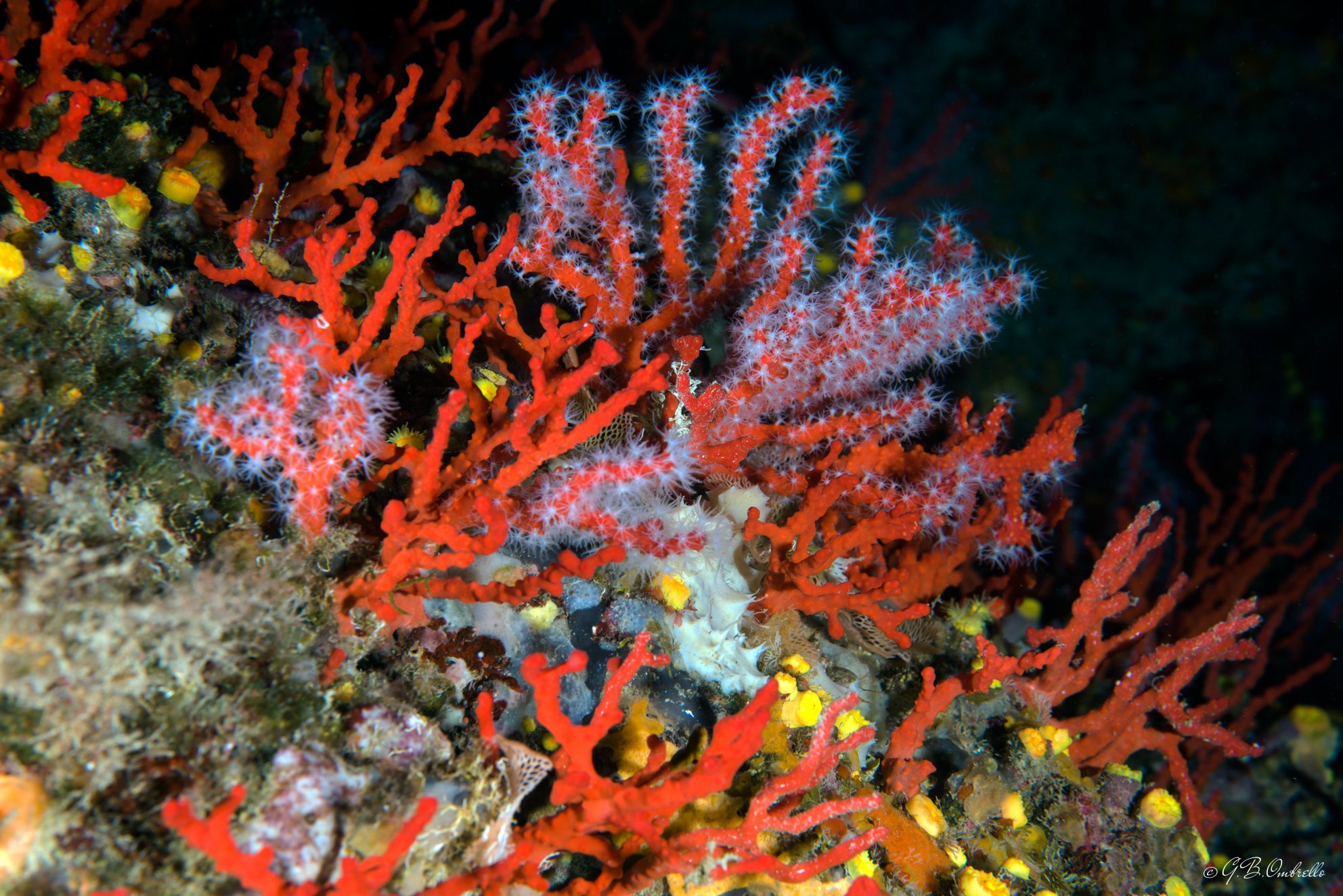 Coral h. Риф Туббатаха Филиппины. Corallium rubrum. Благородный коралл Corallium rubrum. Коралловые полипы альционарии.