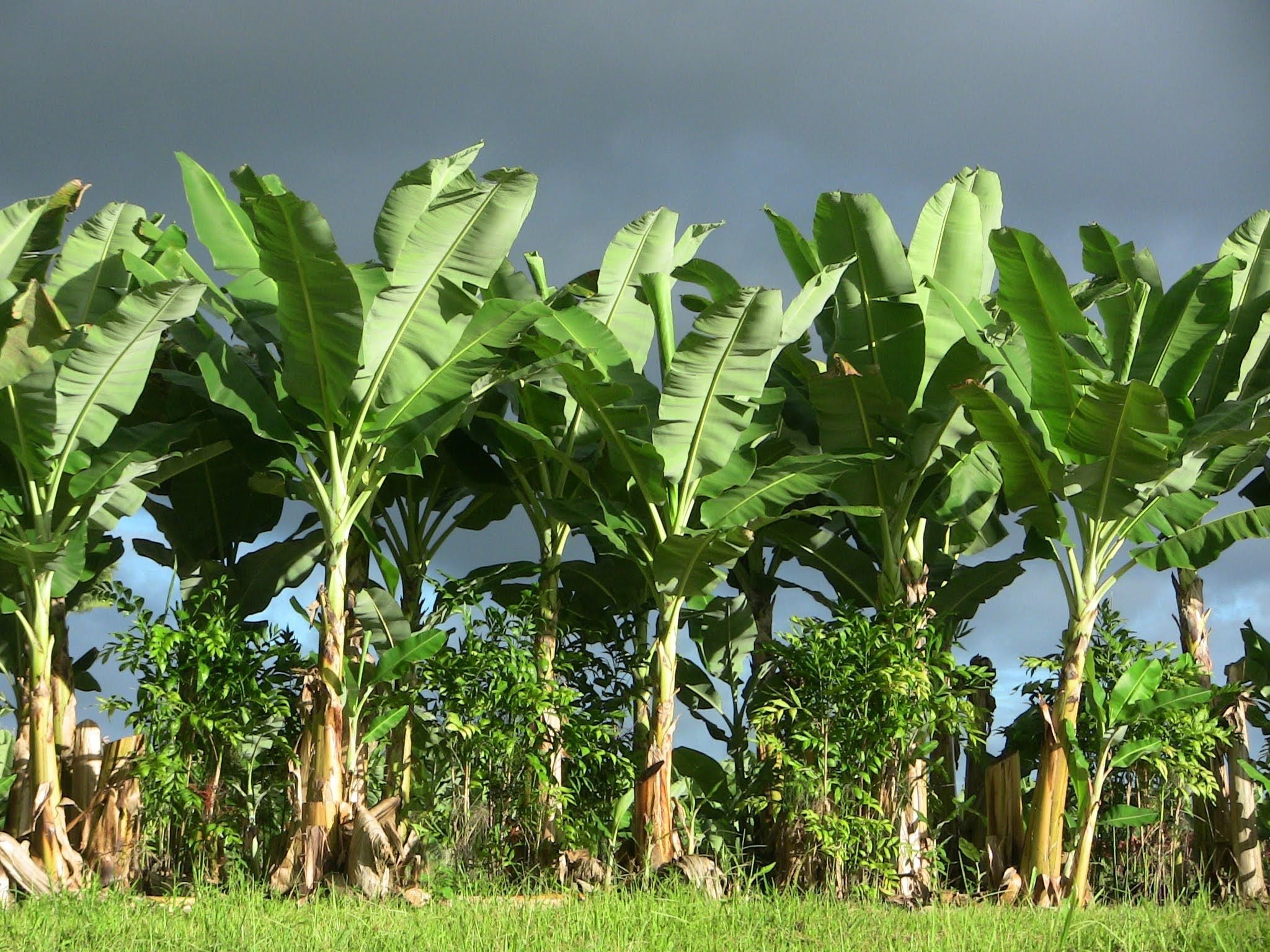Где растут бананы дерево. Бананы на Пальме. Банановая Пальма Эквадор. Растение банановое дерево. Банан травянистое растение.