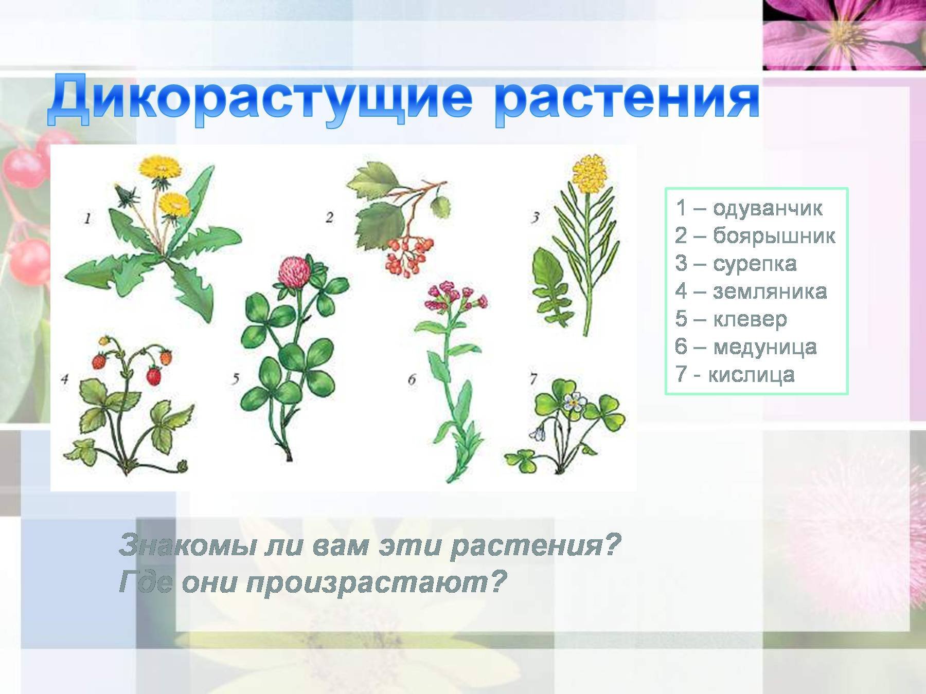 Дикорастущие растения используемые человеком 6 класс. Дикорастущие цветы. Дикорастущие травы. Дикорастущие и культурные растения. Дикорастущие растения цветы.