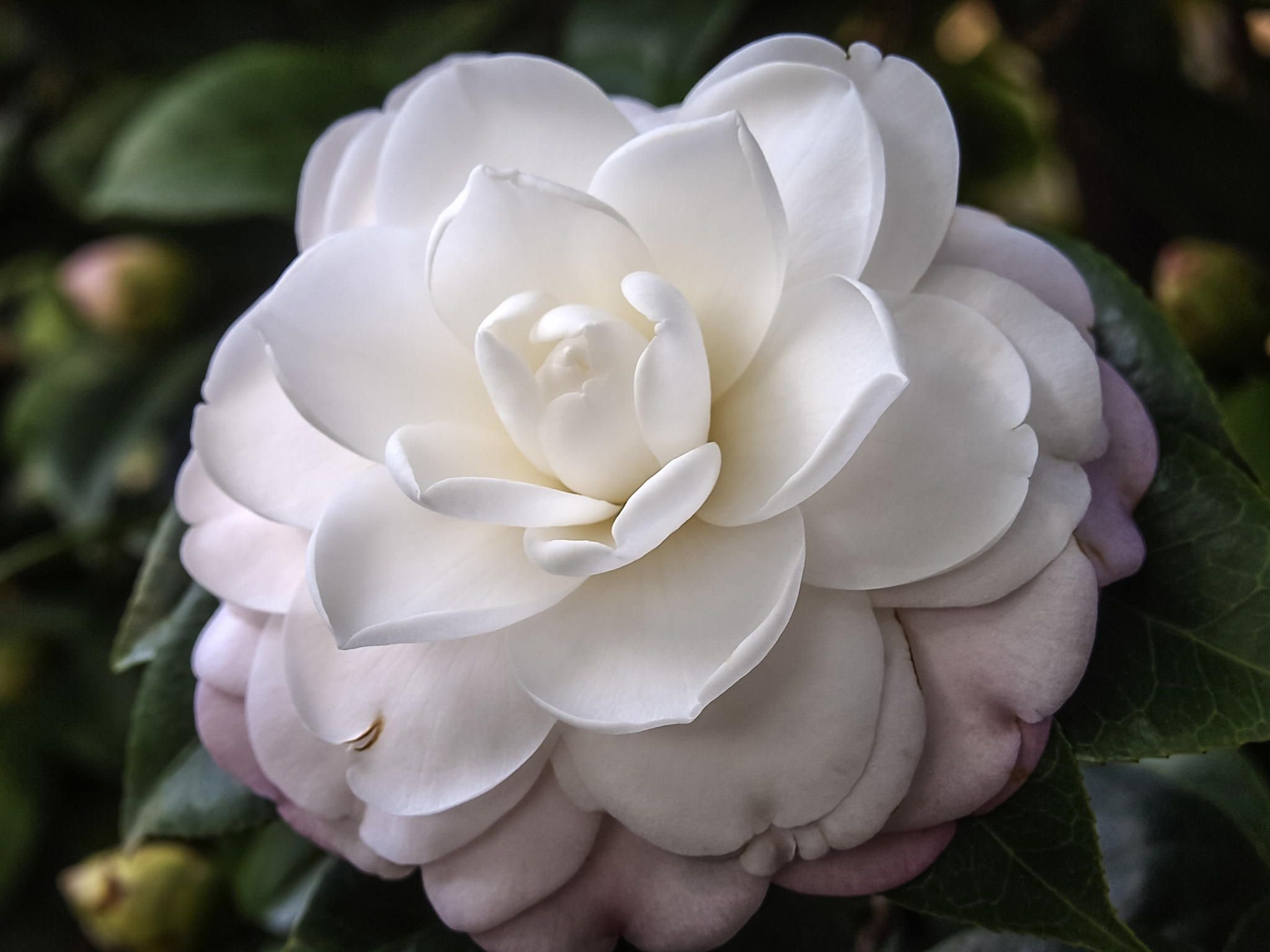 Камелия. Камелия белая цветок. Камелия японская белая. Камелия японская Уайт. Роза Камелия белая.