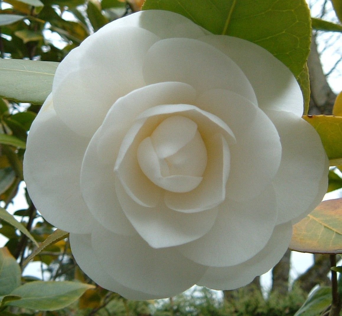 Цветок камелии с черной гривой. Камелия нобилиссима. Камелия Дабл Уайт. Камелия белая цветок. Камелия японская белая.