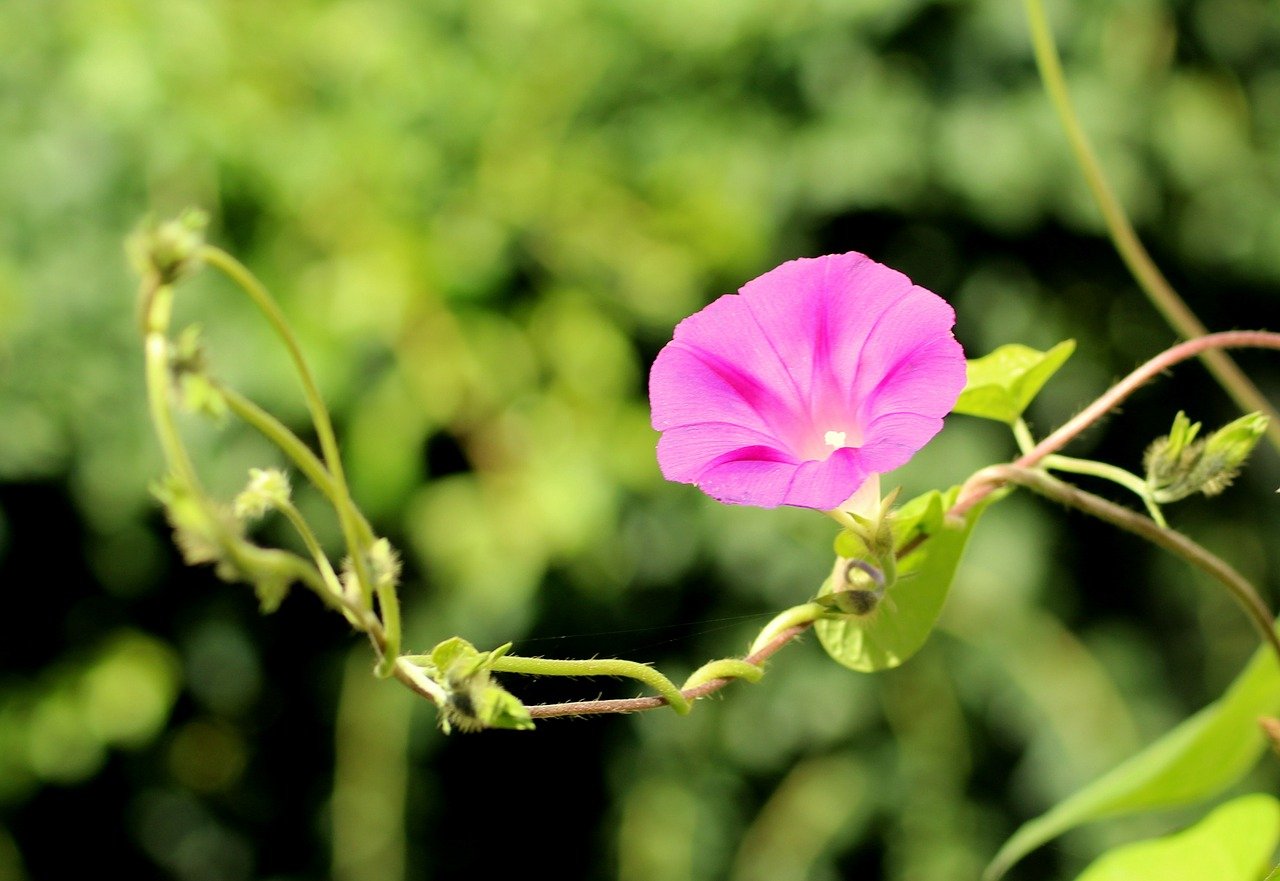 Дикий вьюн. Вьюнок bindweed. Вьюнок полевой цветок. Вьюнок полевой (Convōlvulus arvēnsis). Вьюнок персидский.