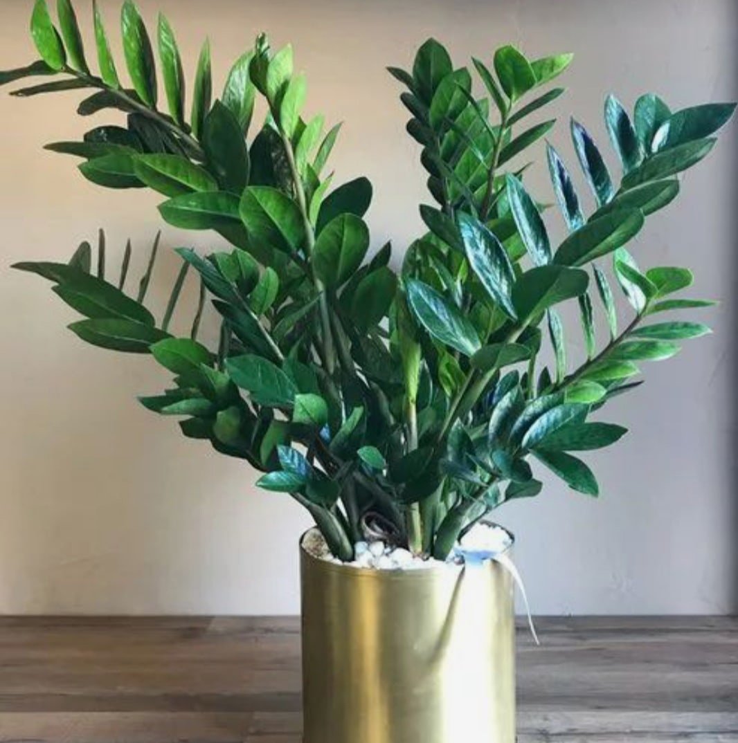 Zamioculcas долларовое дерево