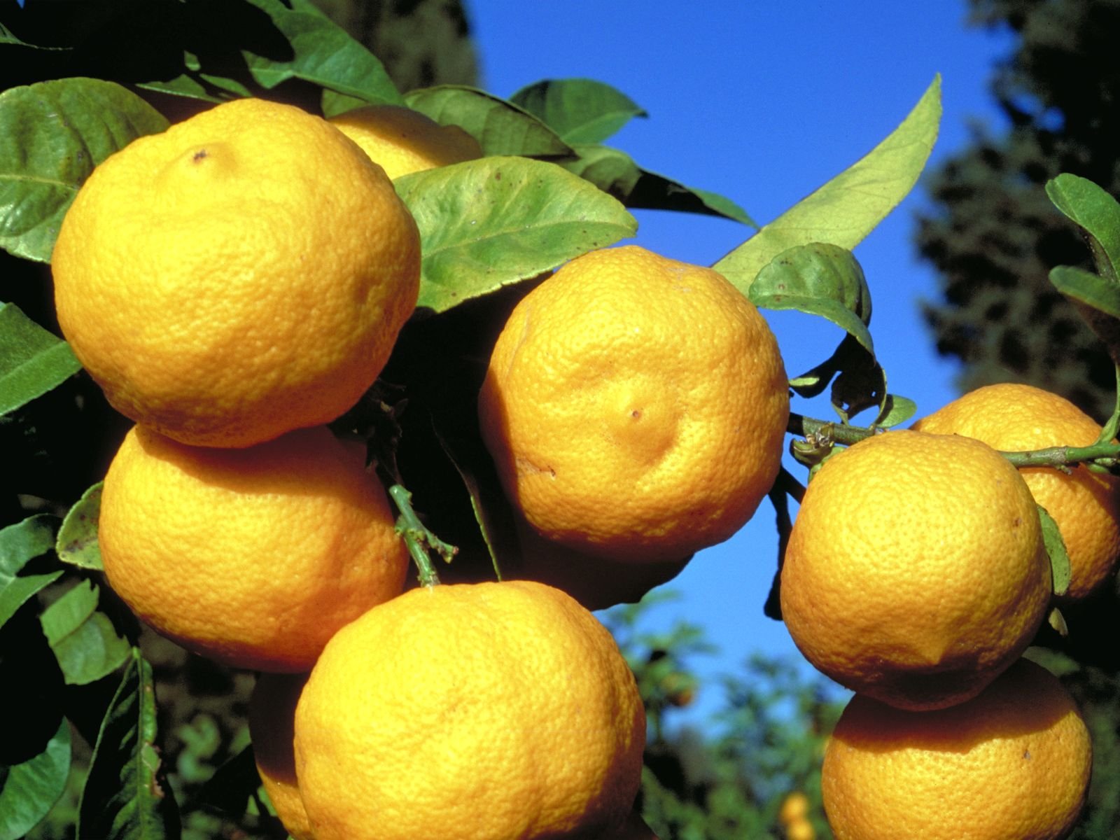 Гибрид лимона как называется. Лиметта Рангпур. Цитрус лиметта Россо. Рангпур цитрус. Лимон Рангпур.