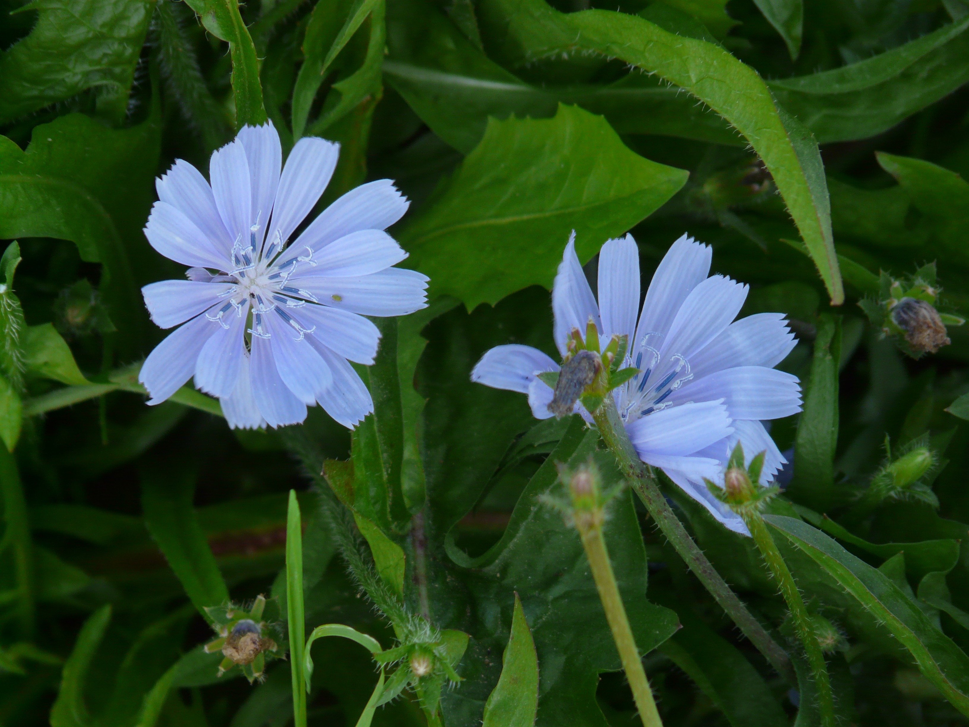 Фото лечебных цветов. Цикорий обыкновенный Cichorium intybus. Дикий цикорий (Cichorium. Cichorium intybus цветок. Синие цветы цикорий.