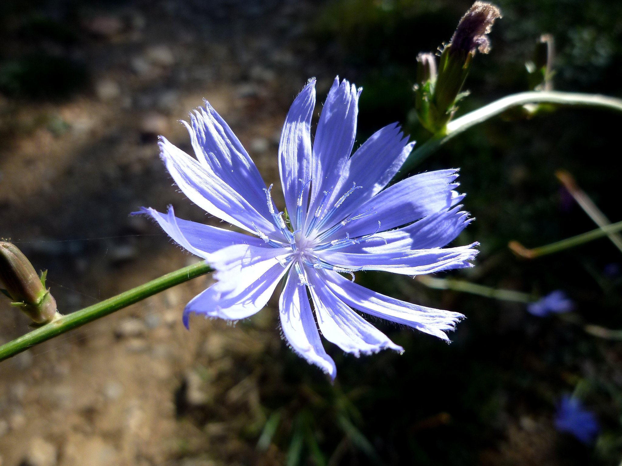 Соцветие цикория. Cichorium pumilum. Cichorium intybus var foliosum. Цикориум.