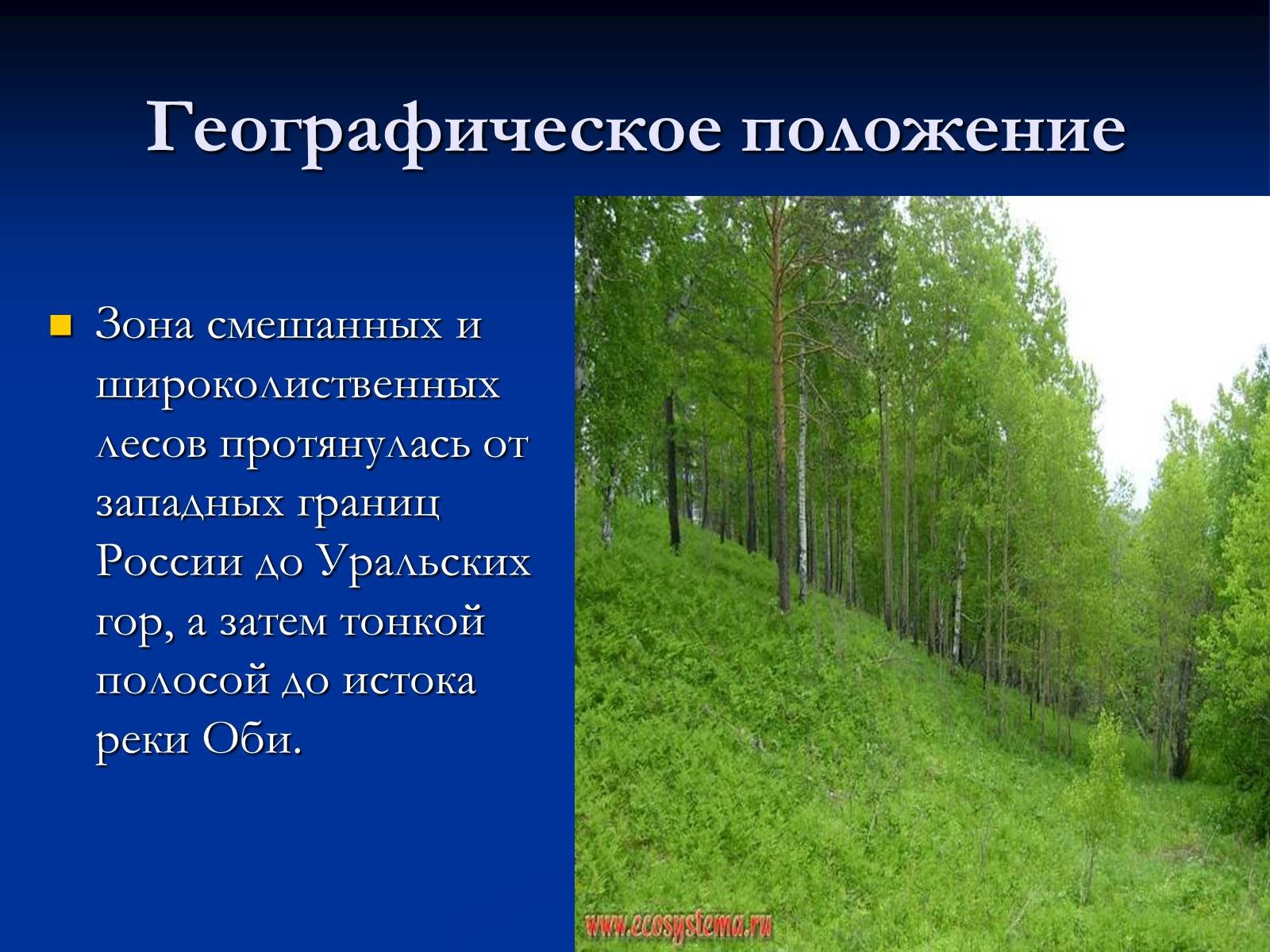 Смешанные и широколиственные леса евразии - 63 фото