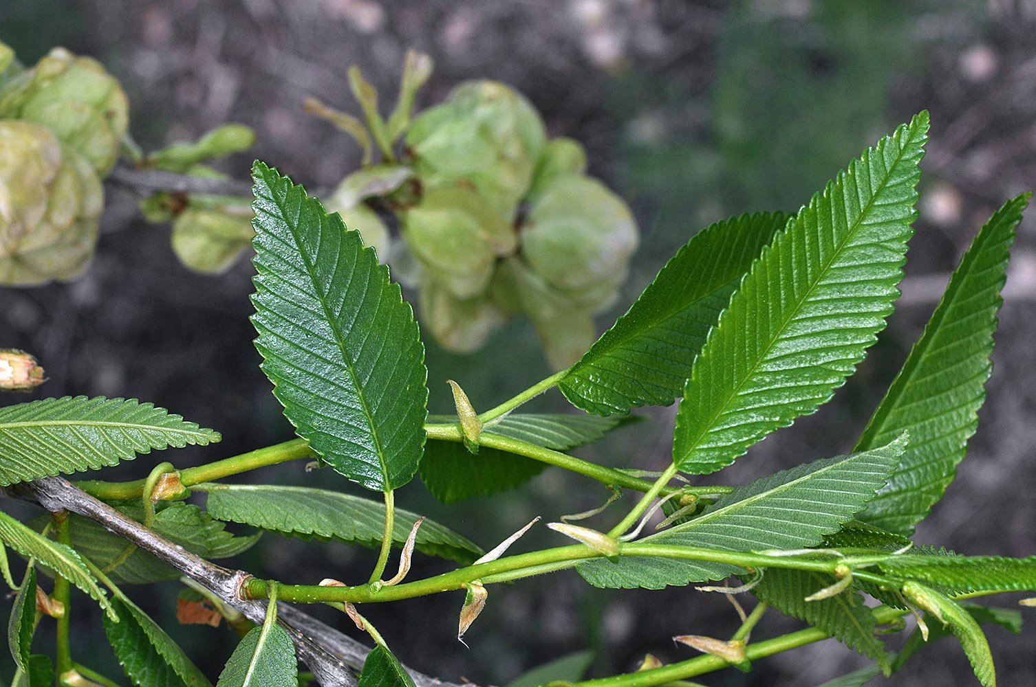 Вяз латынь. Вяз приземистый мелколистный. Вяз приземистый (Ulmus pumila l.). Вяз Сибирский мелколистный. Вяз перистоветвистый карагач.