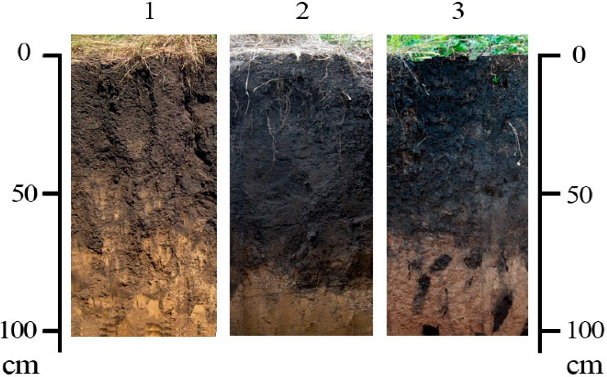 Какой тип почвы в степной зоне. Почвенный разрез чернозема выщелоченного. Почвенный Горизонт дернина. Почвенный срез суглинистая почва. Почвенный профиль чернозем почвы.