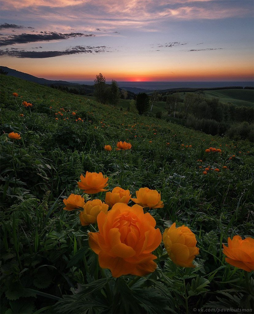 Алтай купальница огоньки цветут