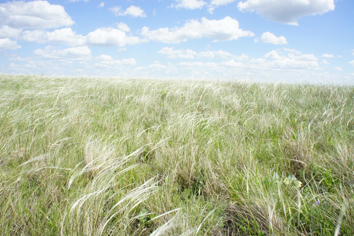 Легкий ковыль