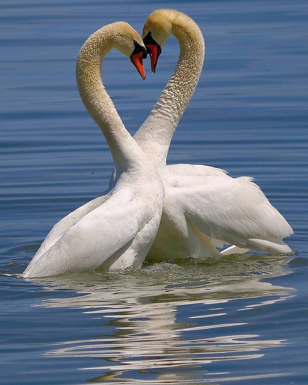 Верность идеям. Лебеди (птицы). Изображение лебедя. Пара лебедей. Любовь и лебеди.