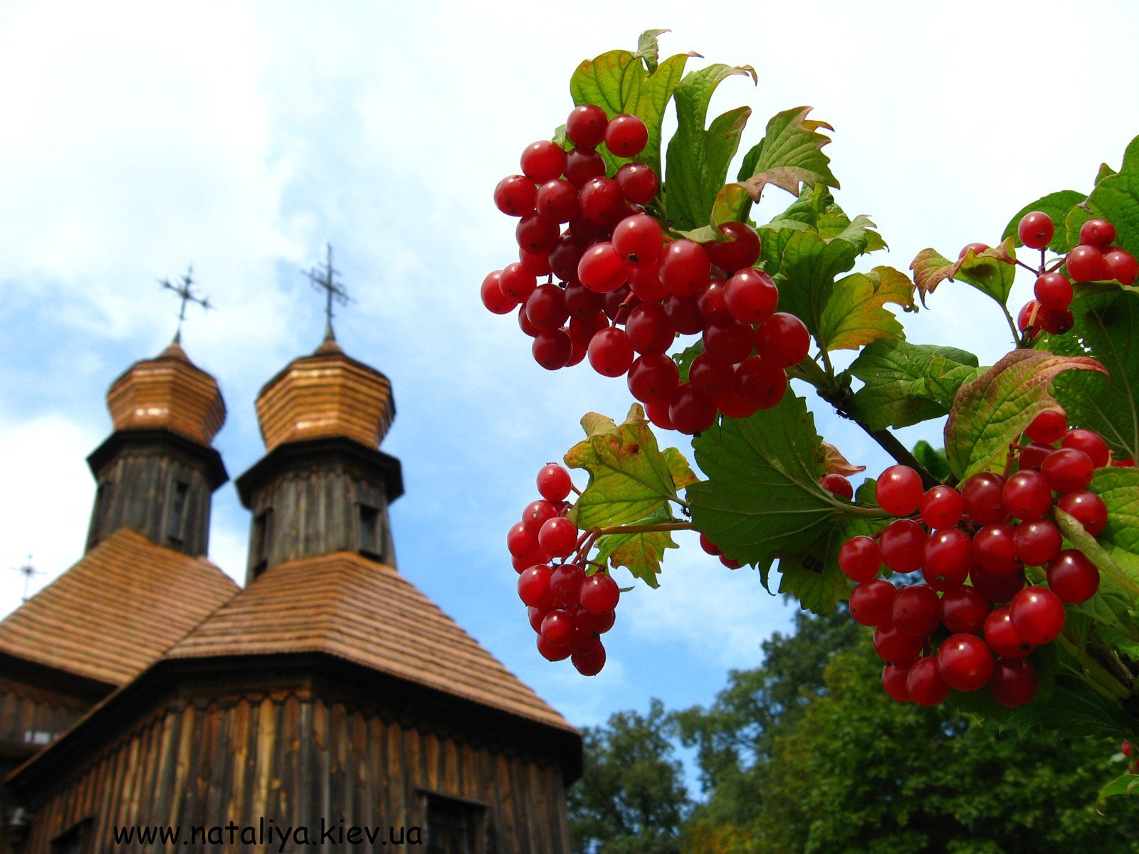 Калинник. Калина Калинник. Народный праздник Калинник. 11 Августа Калинник.