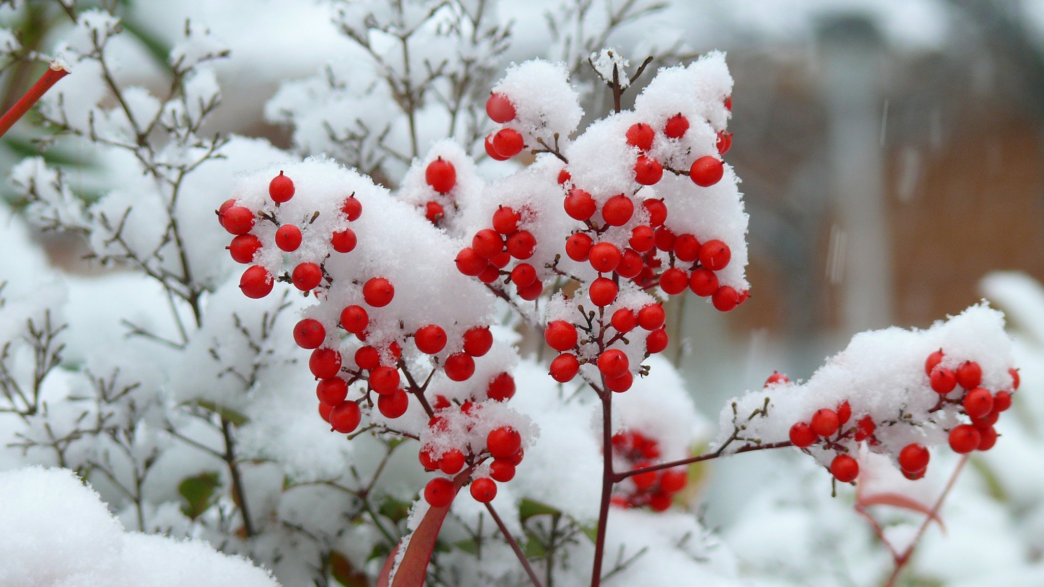 Flowers winter music. Калина обыкновенная кустарник зимой. Зима рябина. Зимние цветы.