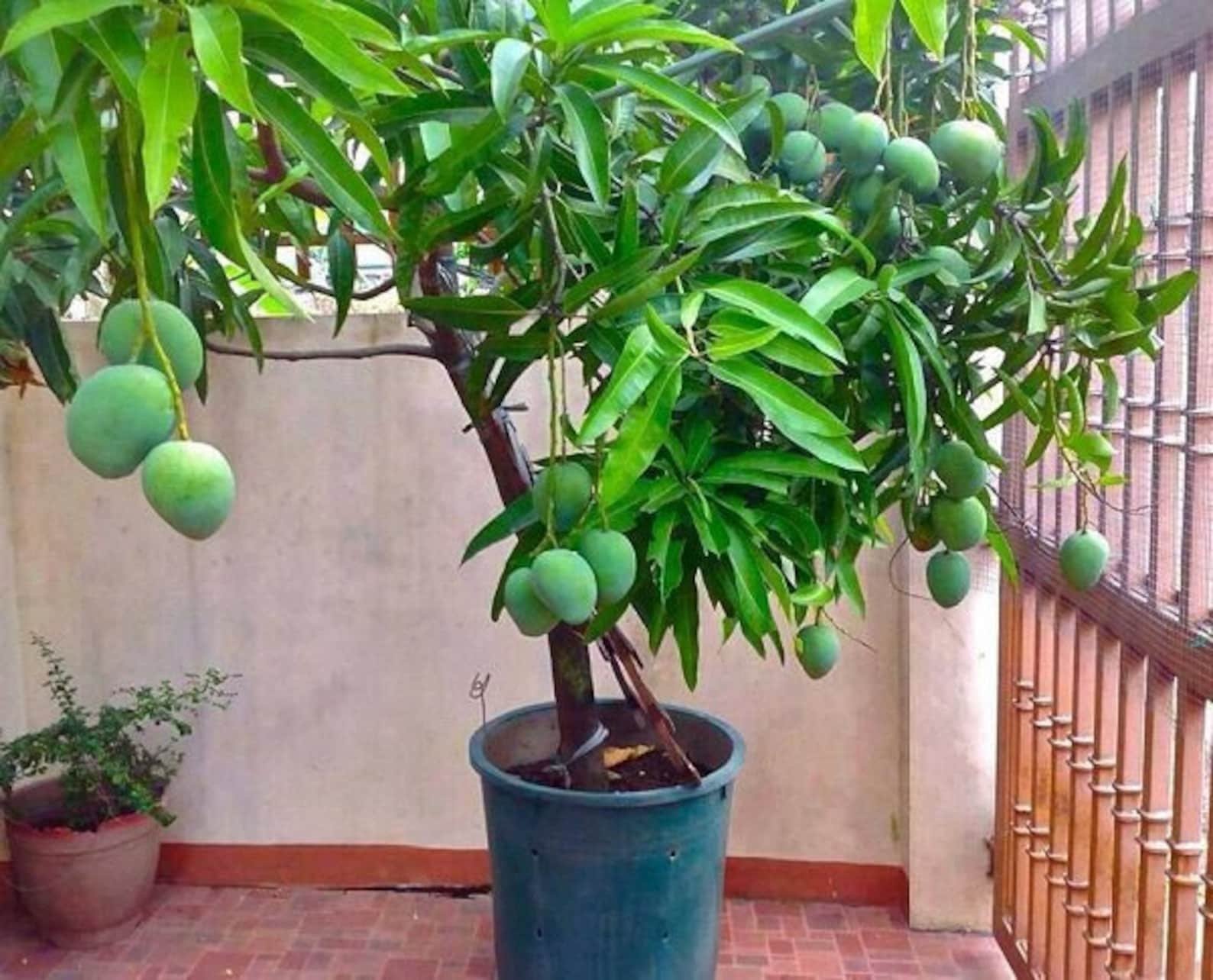 Выращивание фруктов в домашних условиях. Манго растение дерево. Дерево манго манговое дерево. Мангл растеник из косто. Саженец манго.