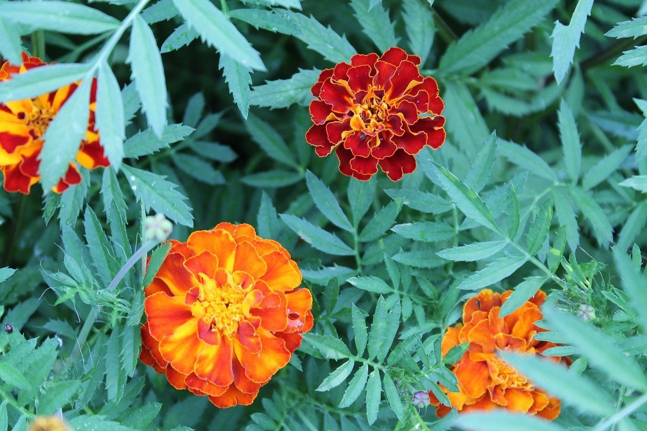 Бархатцы Tagetes patula Safari Bolero