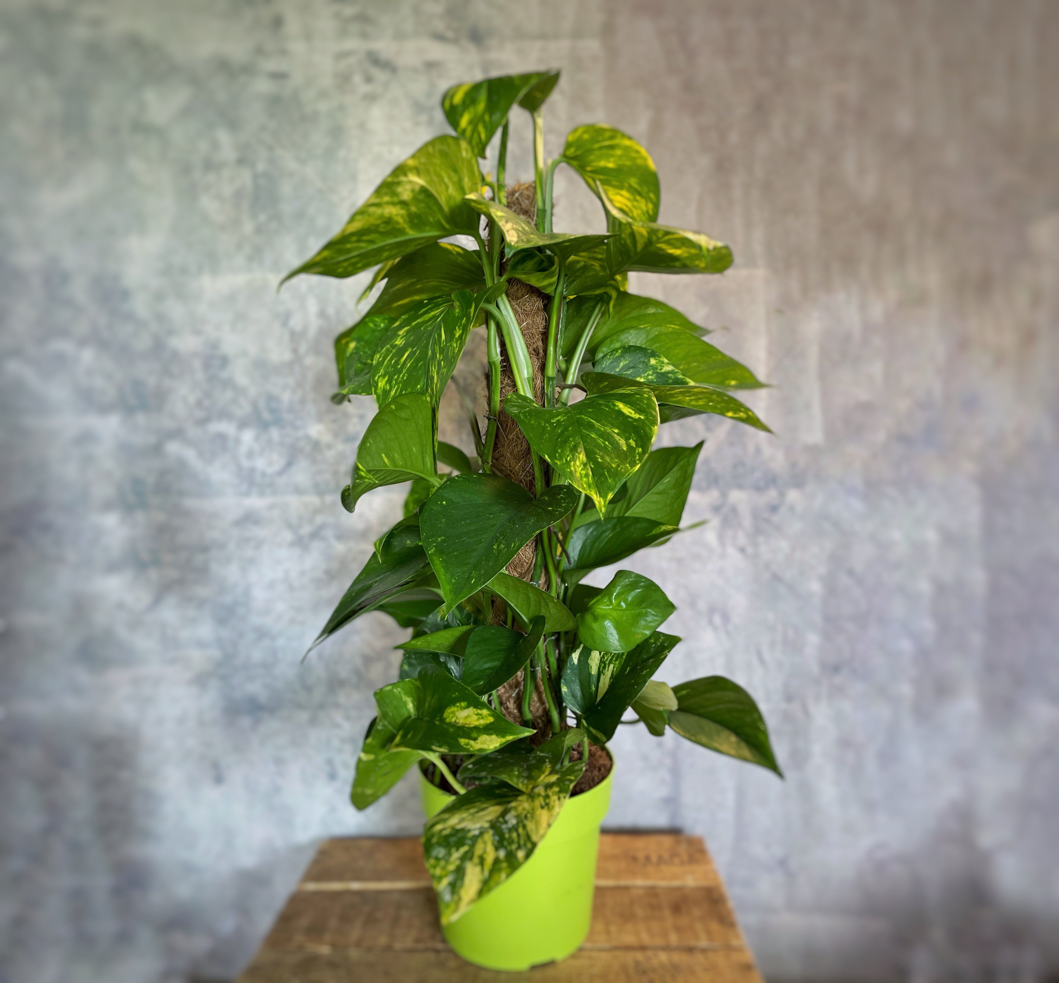 Эпипремнум золотистый Epipremnum Aureum