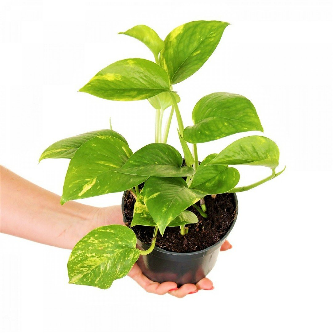 Эпипремнум золотистый Epipremnum Aureum