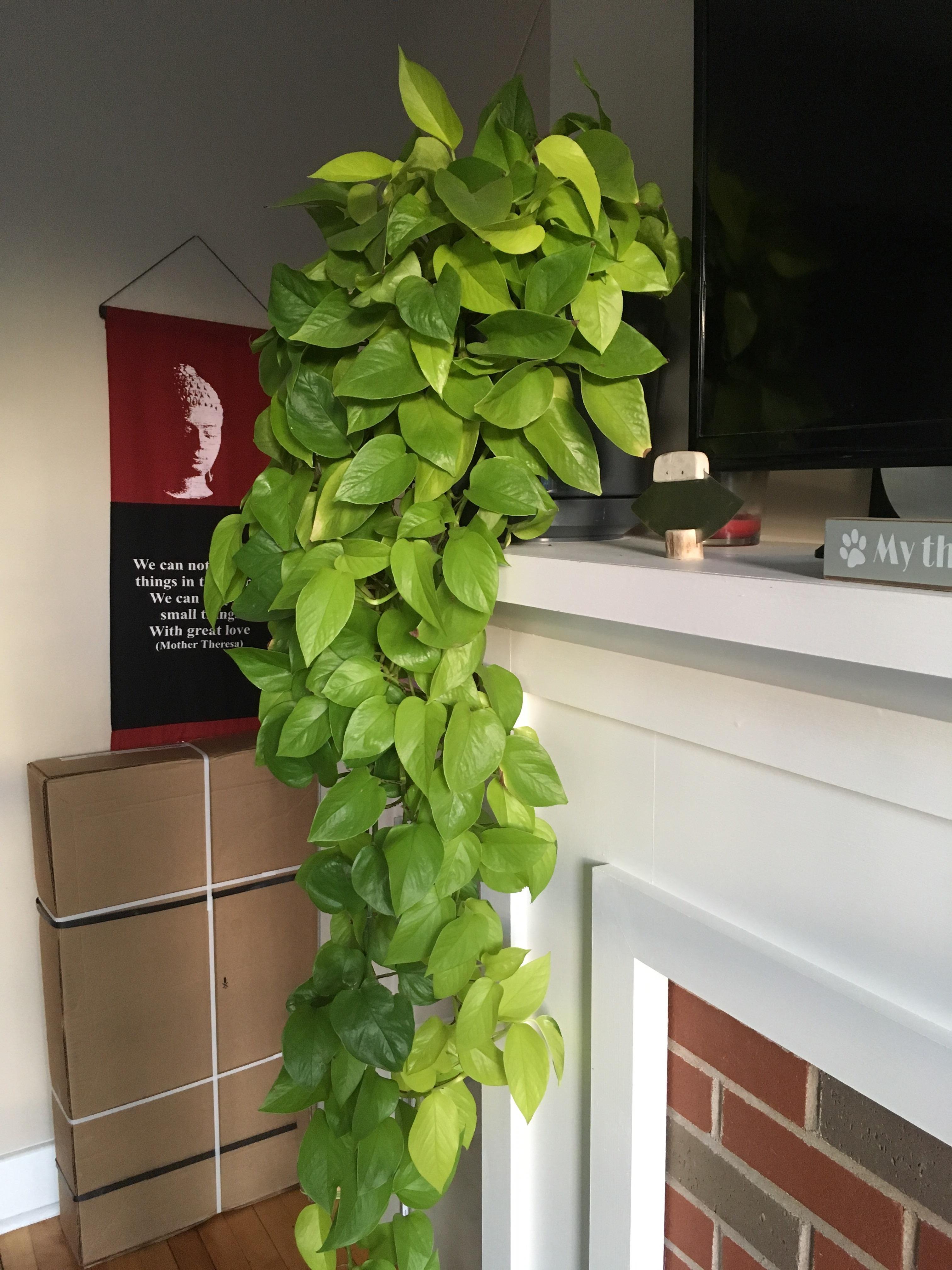 Эпипремнум Golden Pothos