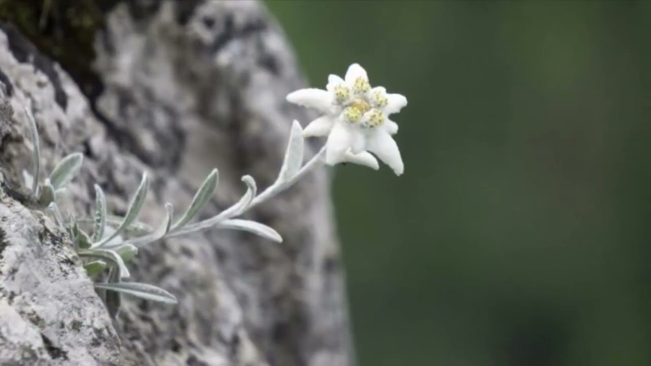 природа эдельвейсы фото