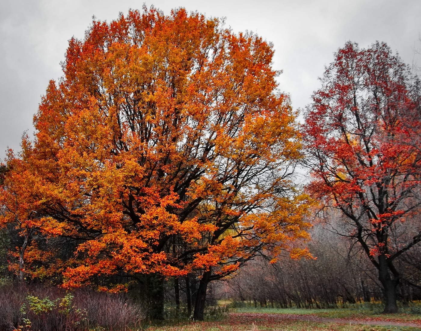Цвет деревья осенью. Дубовидный клен. Осеннее дерево. Деревья осенью. Сень деревьев.
