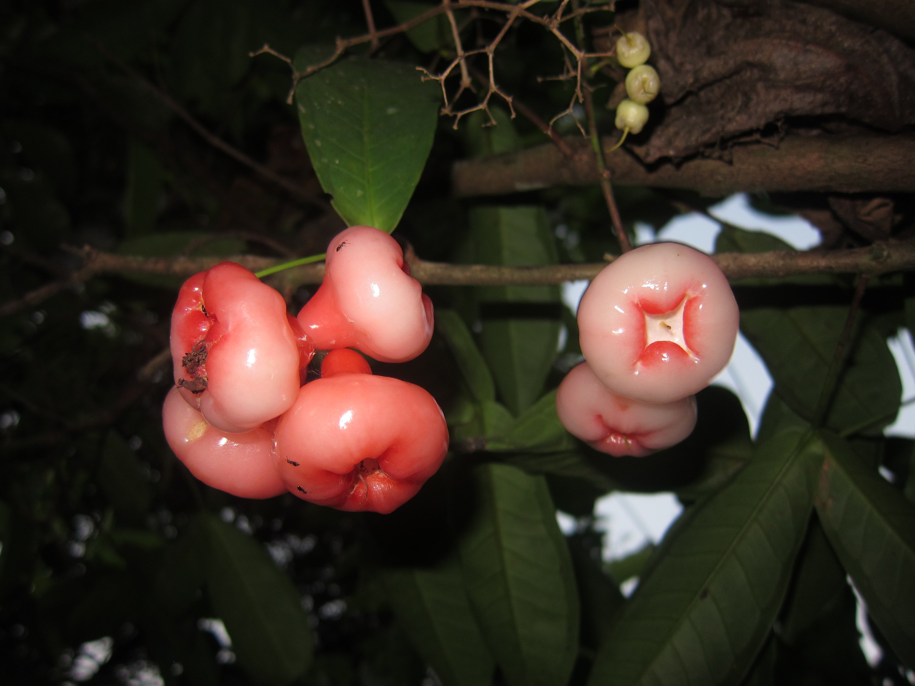 Р¦РІРµС‚РѕРє Syzygium