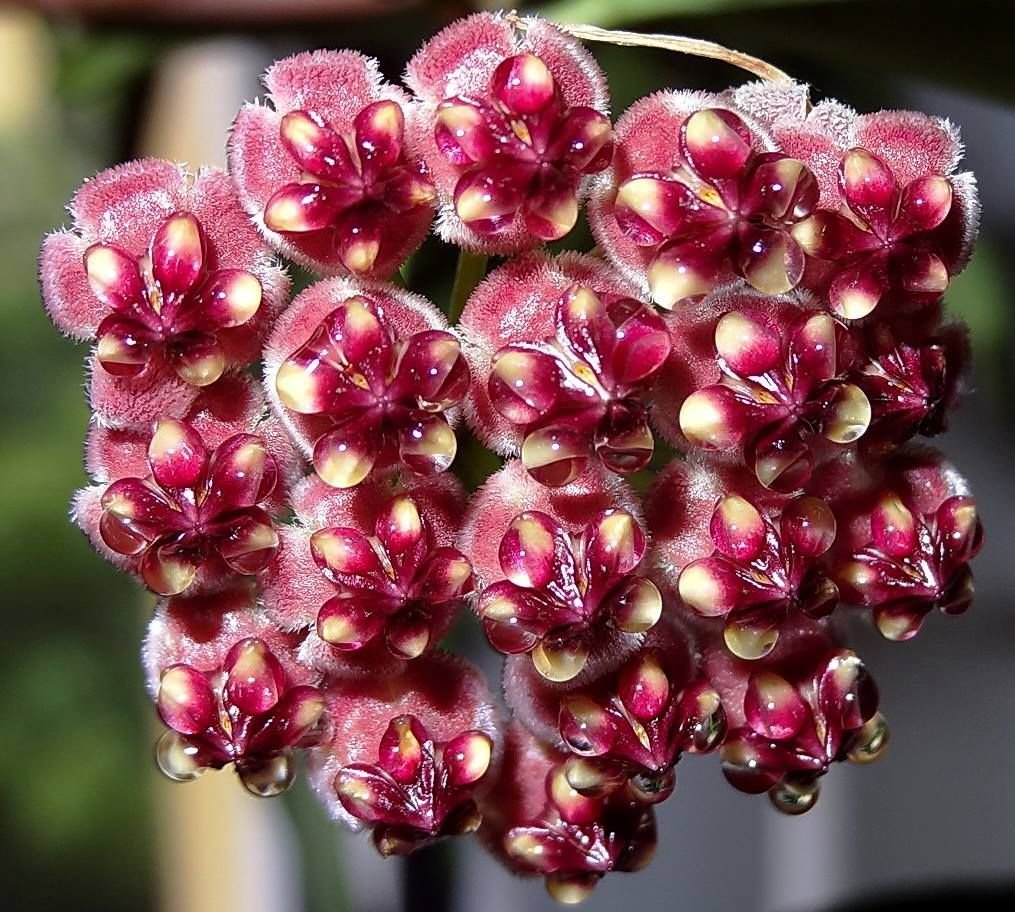 Основы выращивания и уход за экзотическим цветком Хойя вайети. Фото растения