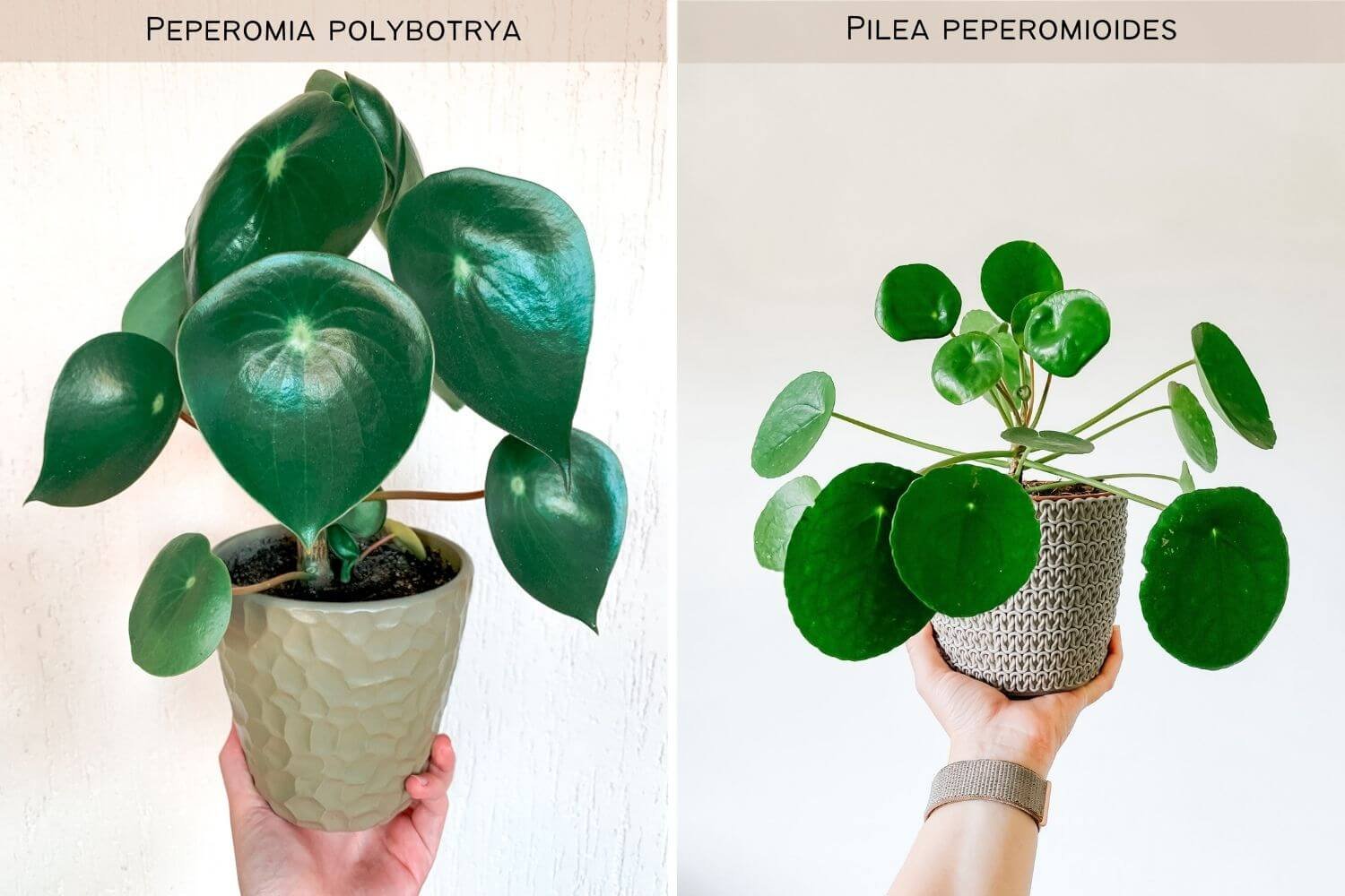 Пеперомия многокистевая Peperomia polybotrya