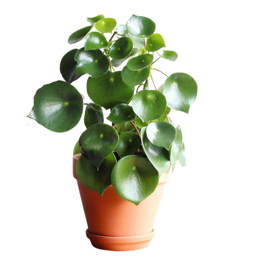 Пеперомия многокистевая Peperomia polybotrya