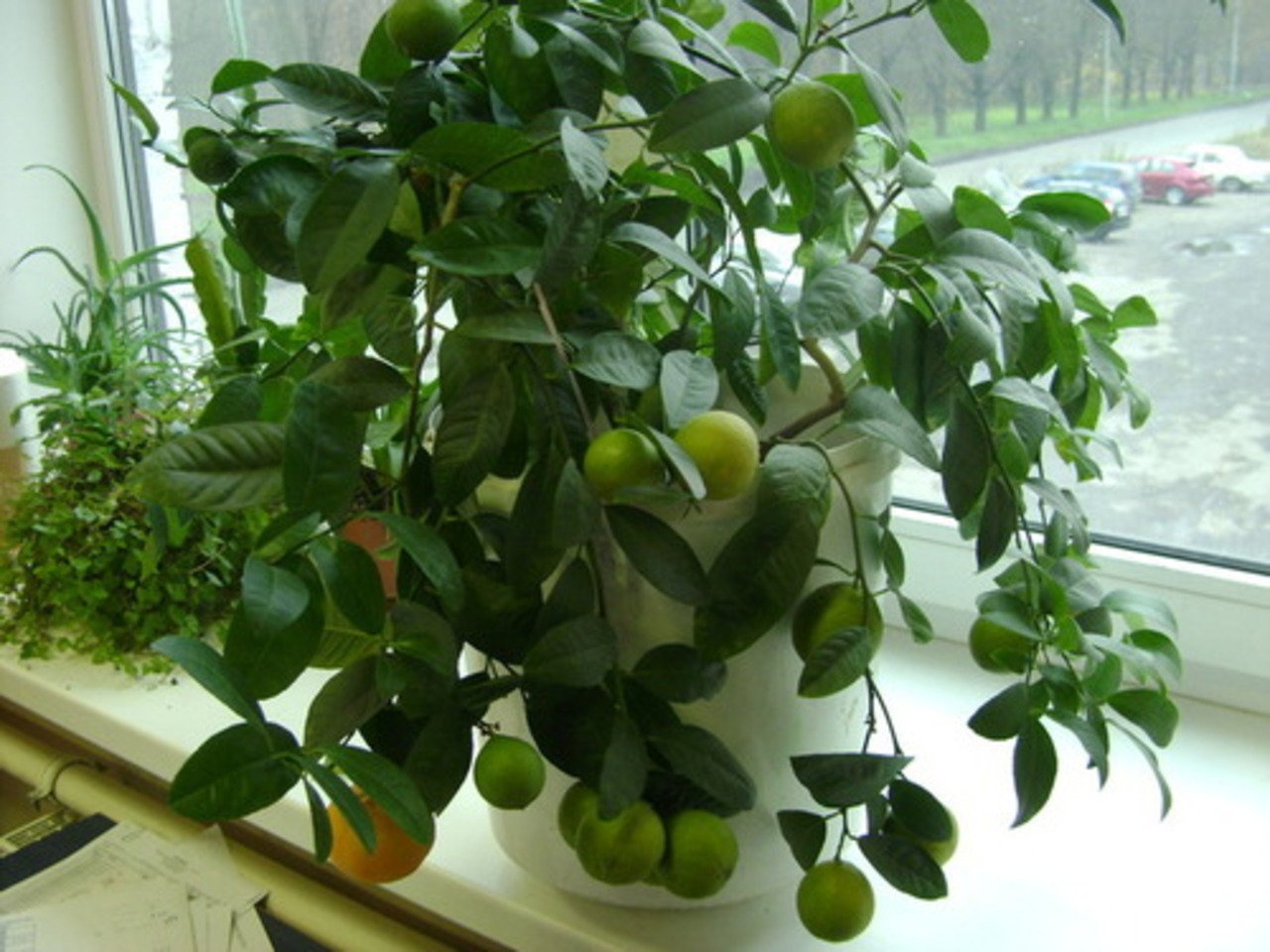 Киви в горшке. Цитрус (комнатное растение) лимон Мейера. Лайм аурантифолия цитрус комнатное растение. Лимонное дерево комнатное. Экзотические растения на подоконнике.