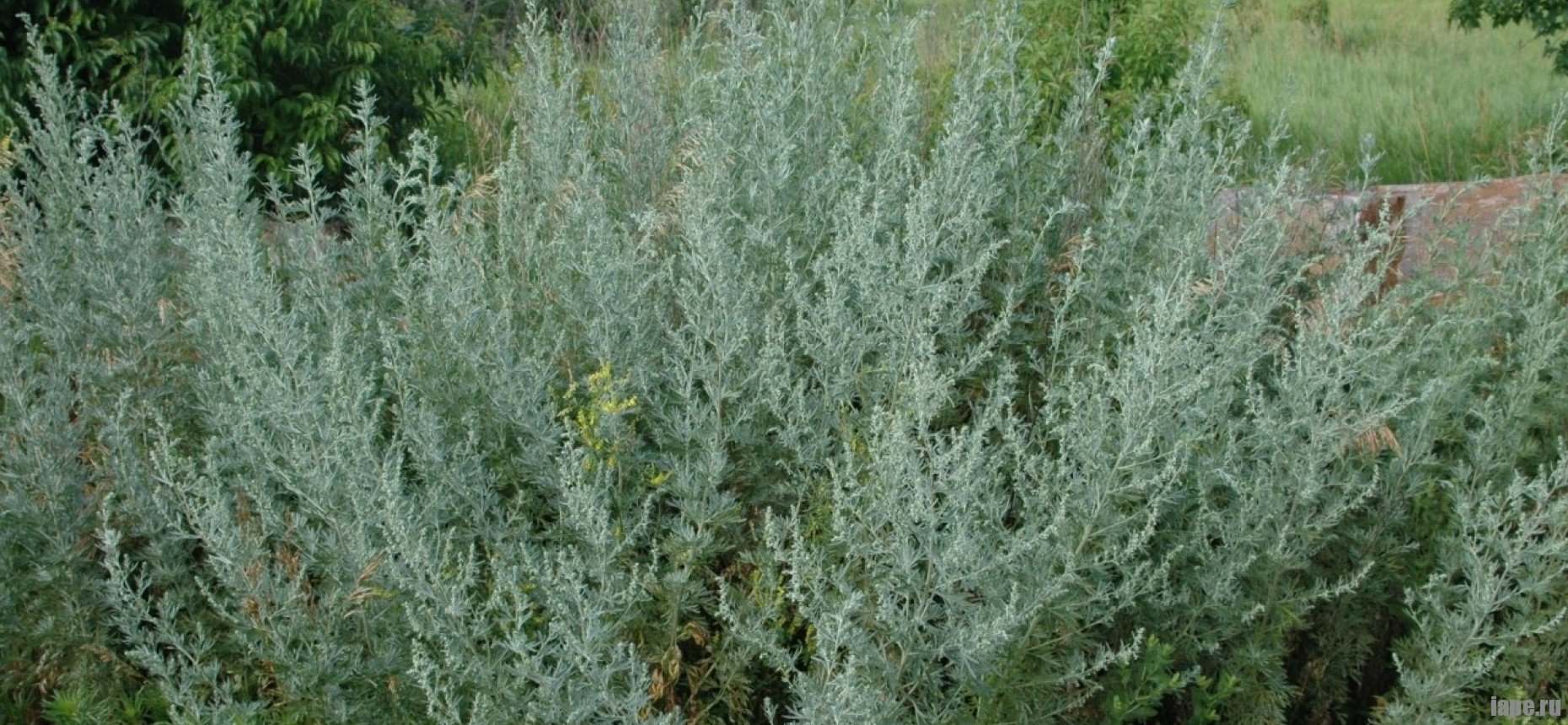 От чего пьют полынь. Полынь горькая Artemisia absinthium l.. Полынь чернобыльник. Жусан Полынь. Полынь Сложноцветные.