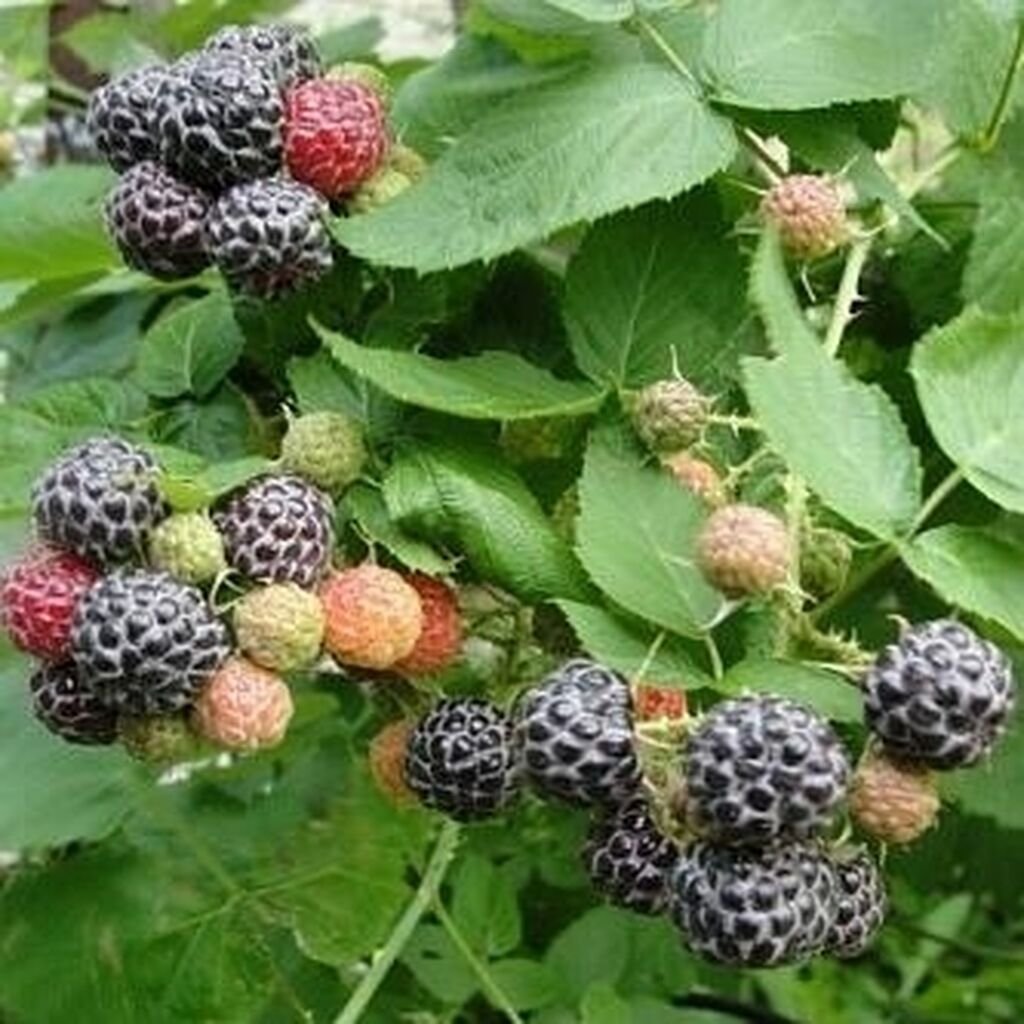 Какие ягоды растут в саду. Ежемалина черная Кумберленд. Ежемалина Логанберри. Ежевика и ежемалина. Ежемалина Бойсенберри.