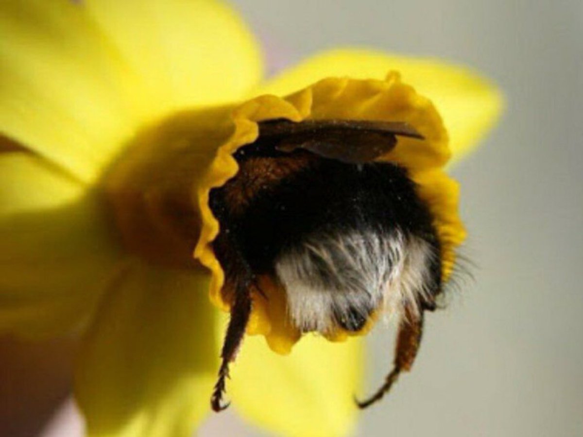 милые пчелки фото