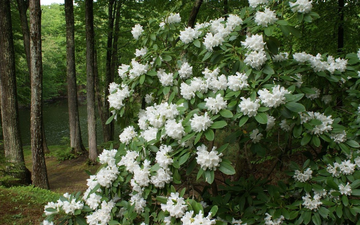 Азалия кустовая