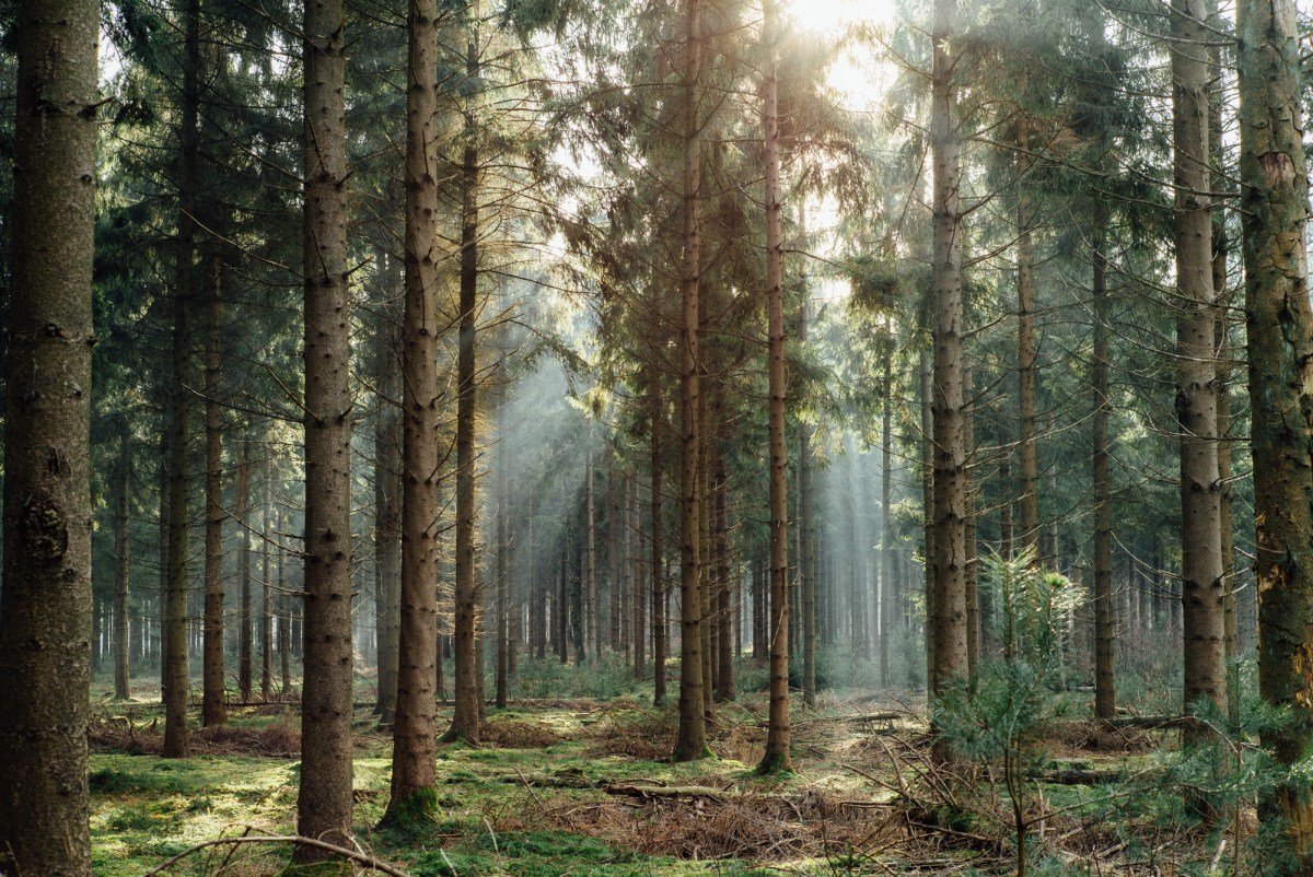 Forest level. Таежный лес. Лес Сибири. Сибирские леса.