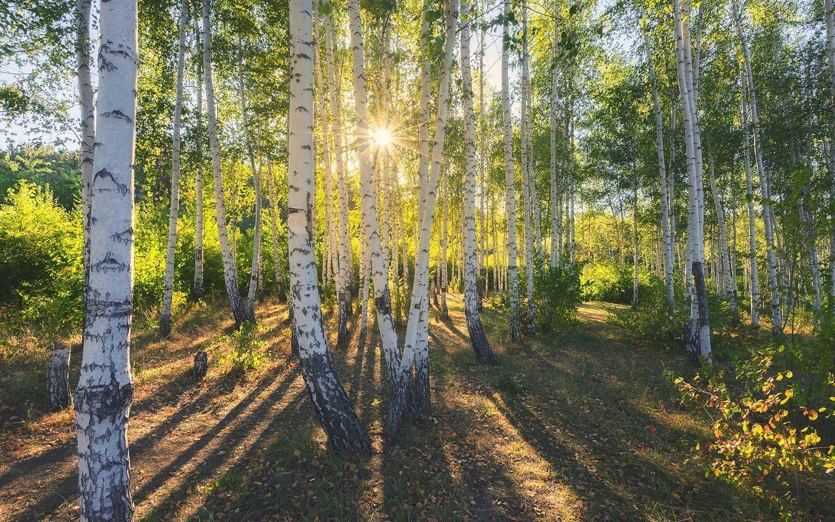 Природа березки