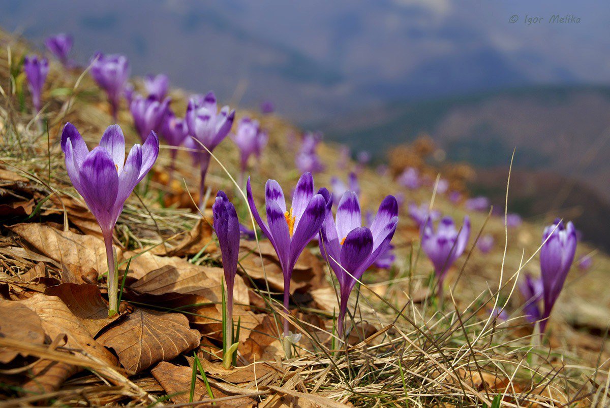 Шафран крымский