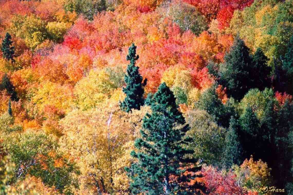 Осень багряные леса. Терем расписной лиловый золотой багряный. Осенний лес золотой багряный. Лес осенний- Терем расписной. Осенний лес лиловый золотой багряный.