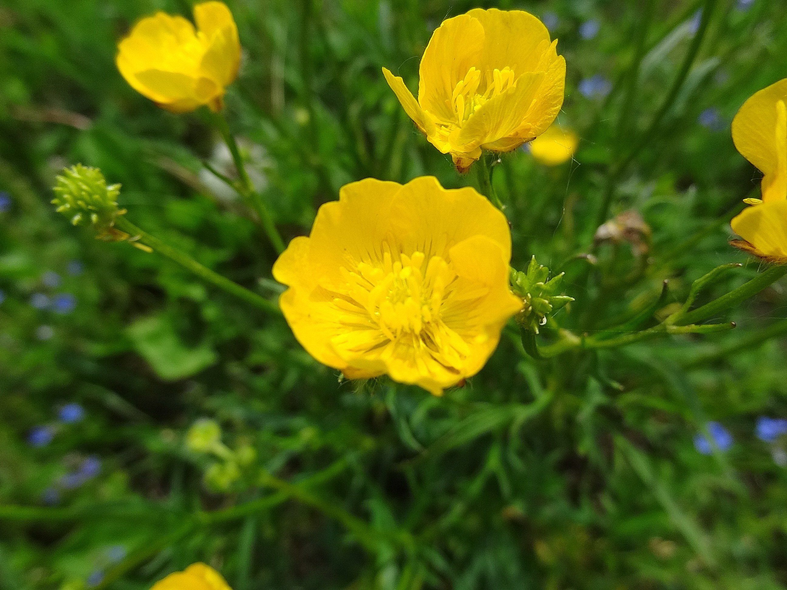 Лютик махровый. Лютик ползучий Ranunculus repens. Лютик Саянский. Лютик едкий махровый. Ranunculus polyanthemos.