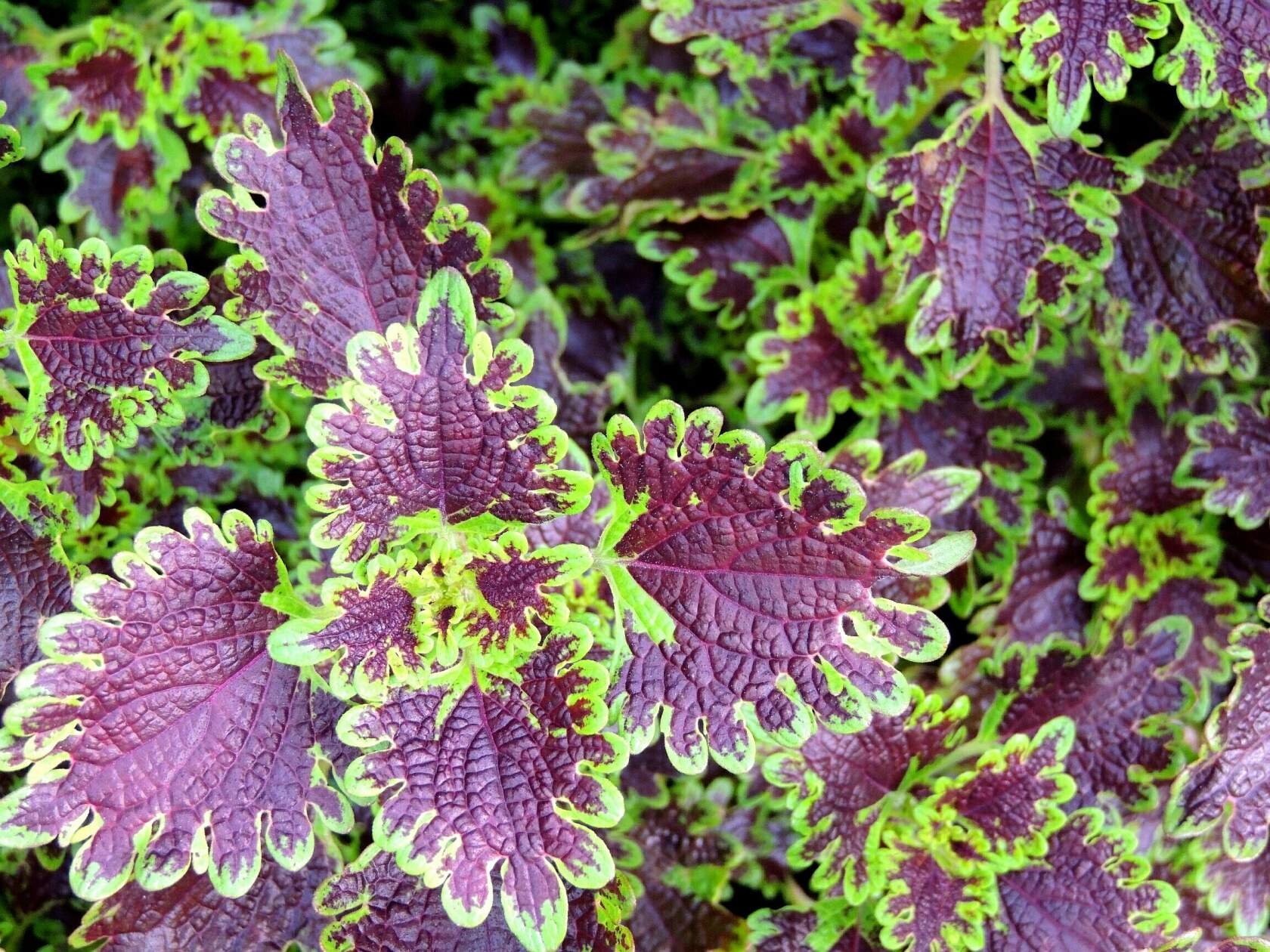 Колеус Cracklin Rosie. Колеус Ренельта Coleus rehneltianus. Колеус Velvet Lace. Колеус Скарлетт.