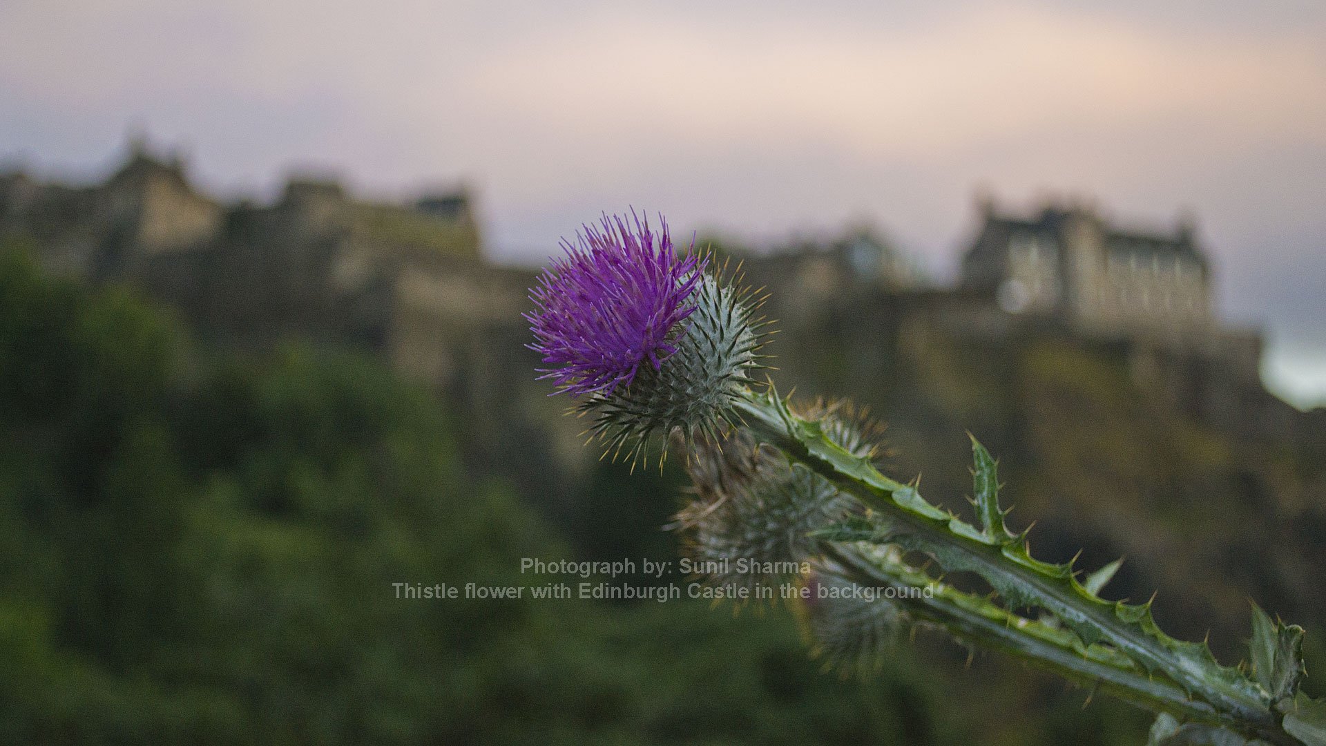 Чертополох Thistle шотландский