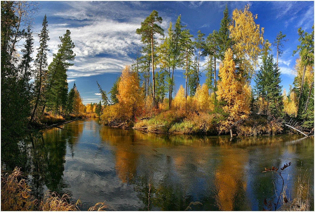 Сибирские леса