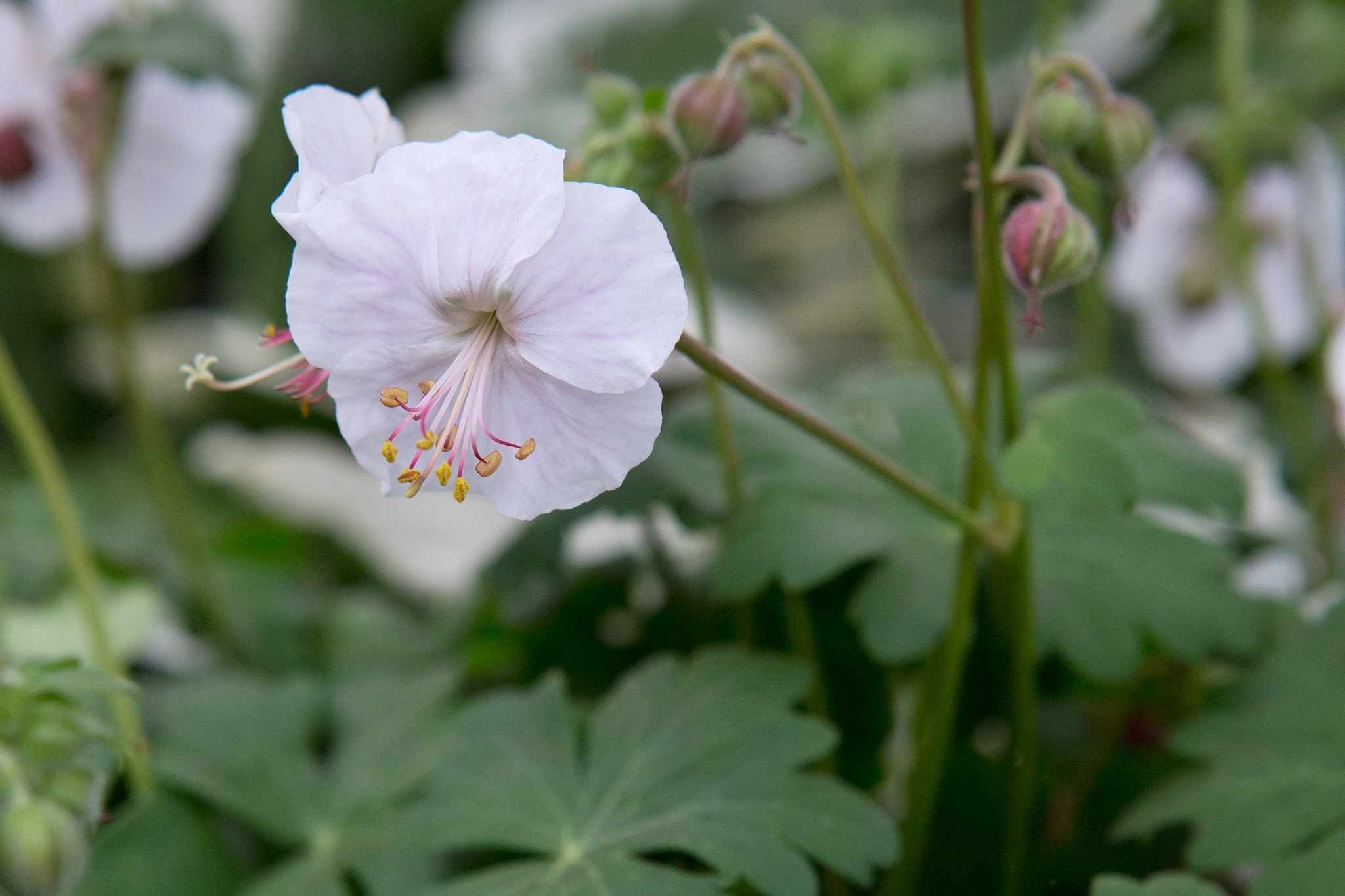 Герань biokovo. Герань cantabrigiense ‘Cambridge’. Герань кантабриджийская (Geranium cantabrigense `Cambridge`). Герань cantabrigiense ‘Biokovo’.