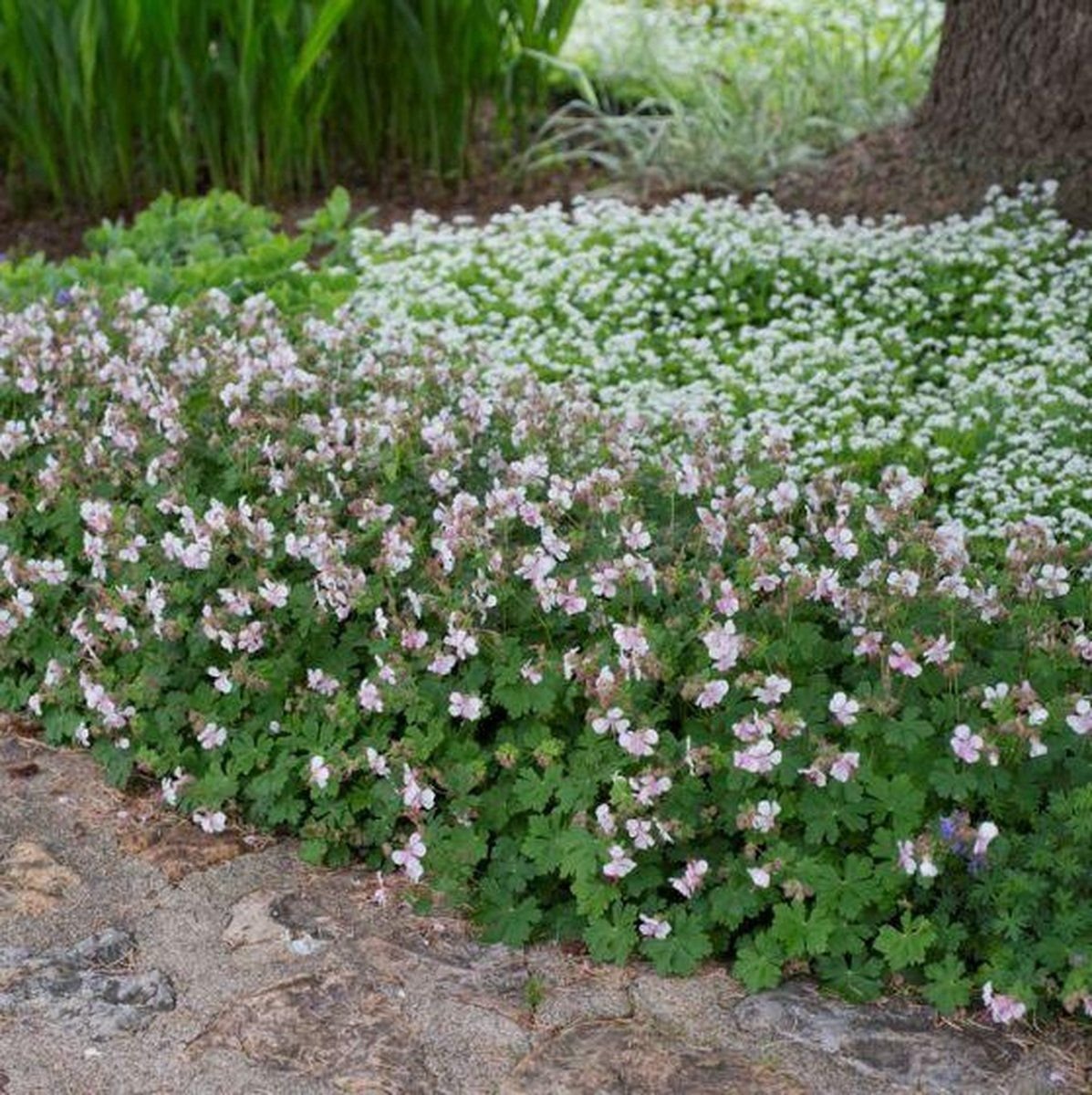 Герань кантабрийская. Герань Биоково. Geranium cantabrigiense Biokovo. Герань Садовая Биоково. Герань Кембриджская.