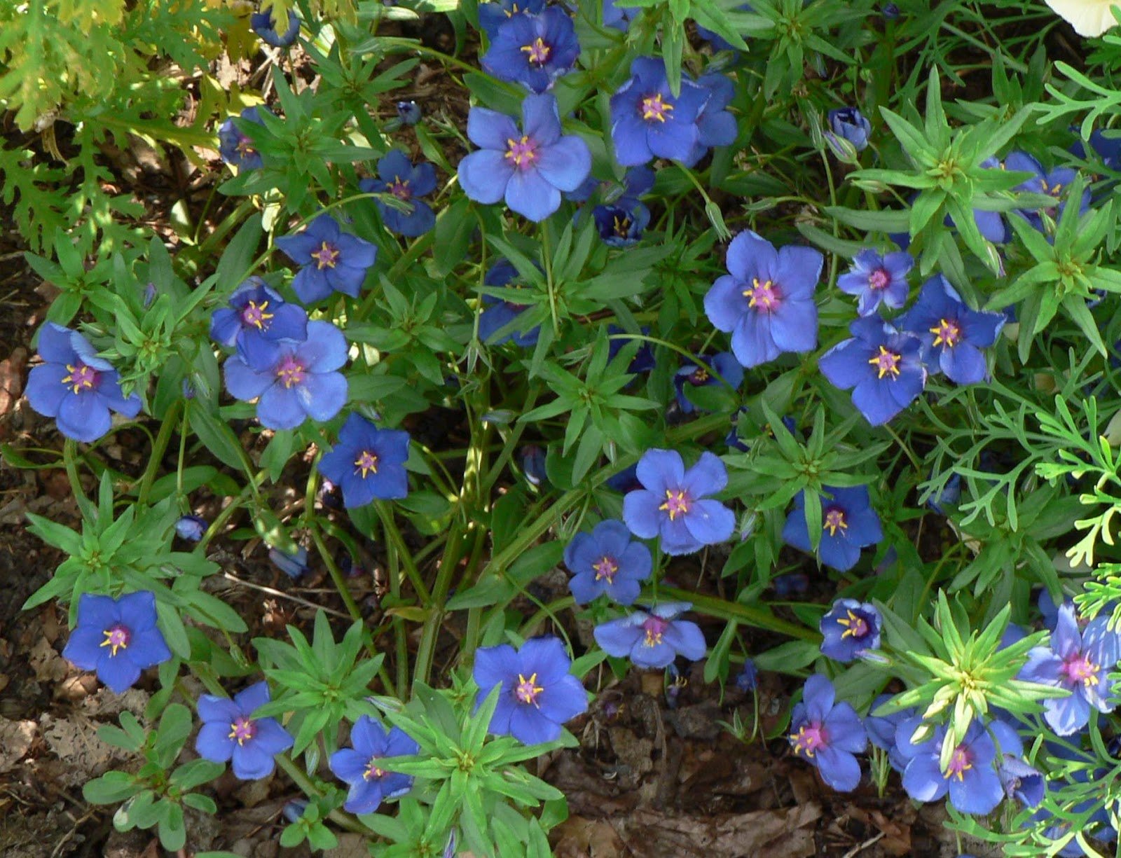 Анагалис крупноцветковый синеглазка. Анагаллис цветок. Анагаллис синий. Анагалис крупноцветковый. Анагалис крупноцветковый голубой.