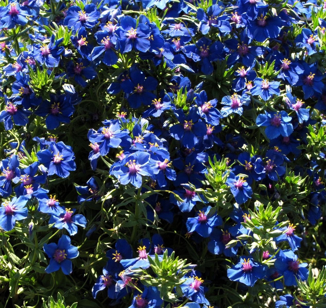 Анагалис крупноцветковый. Анагаллис. Анагаллис цветок. Анагаллис синий. Анагаллис очный.